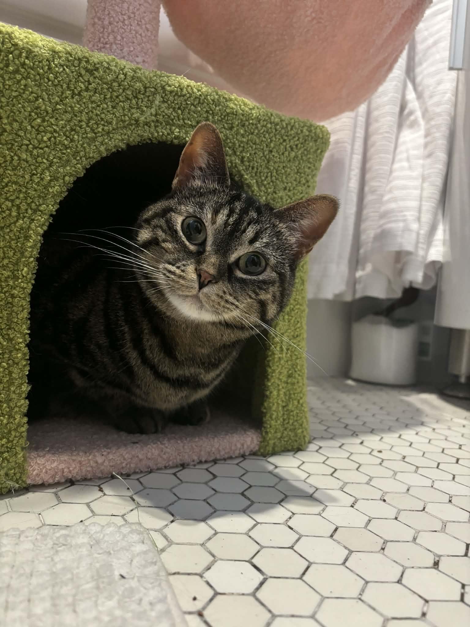 Chloe, an adopted mixed breed in Winnipeg, MB image 5/5