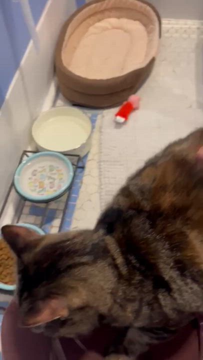 Enlarge Chloe, an adopted mixed breed in Winnipeg, MB video 3/5