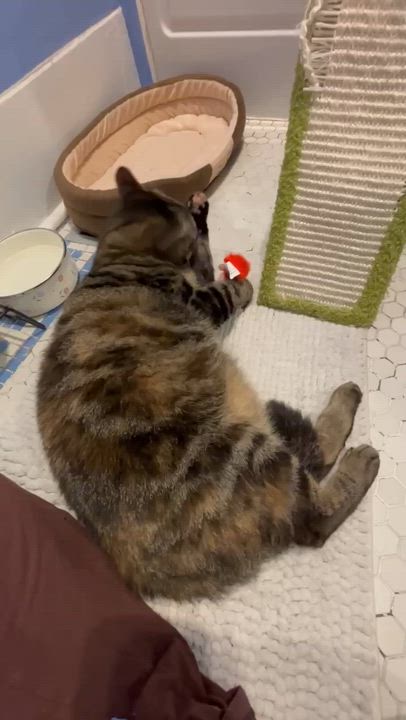 Enlarge Chloe, an adopted mixed breed in Winnipeg, MB video 2/5