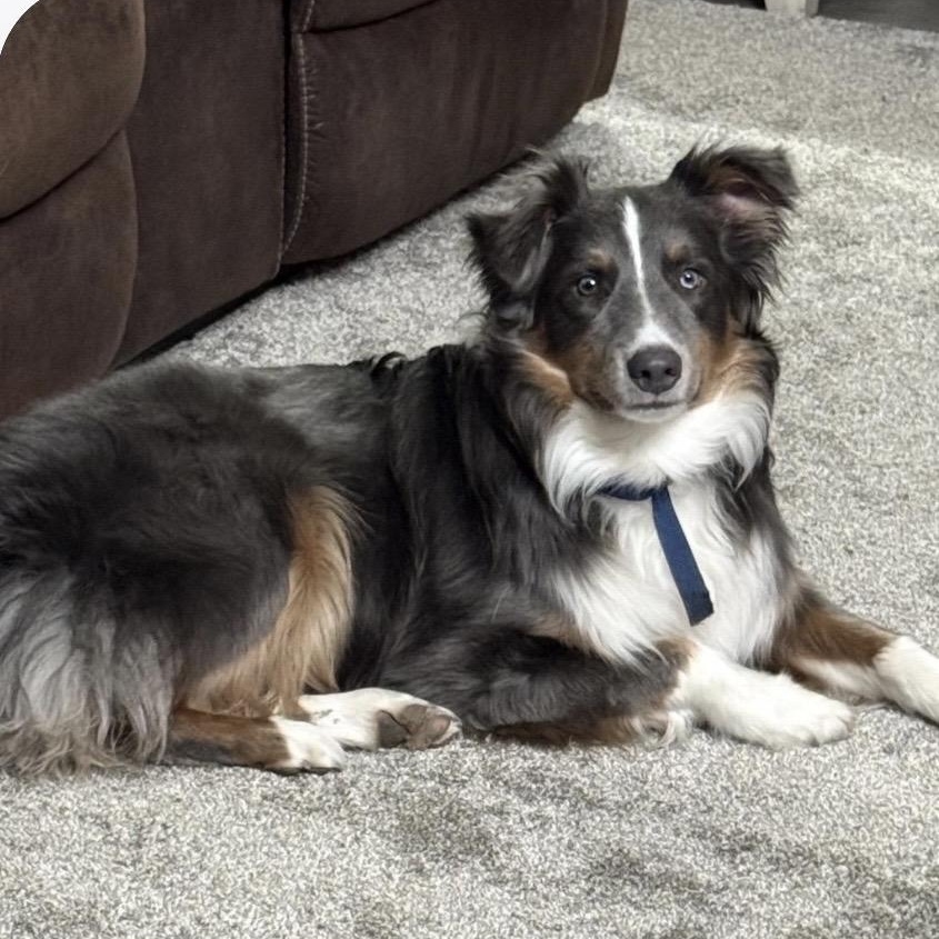 Enlarge Steele, a Adoptable Australian Shepherd in Louisburg, KS image 2/6