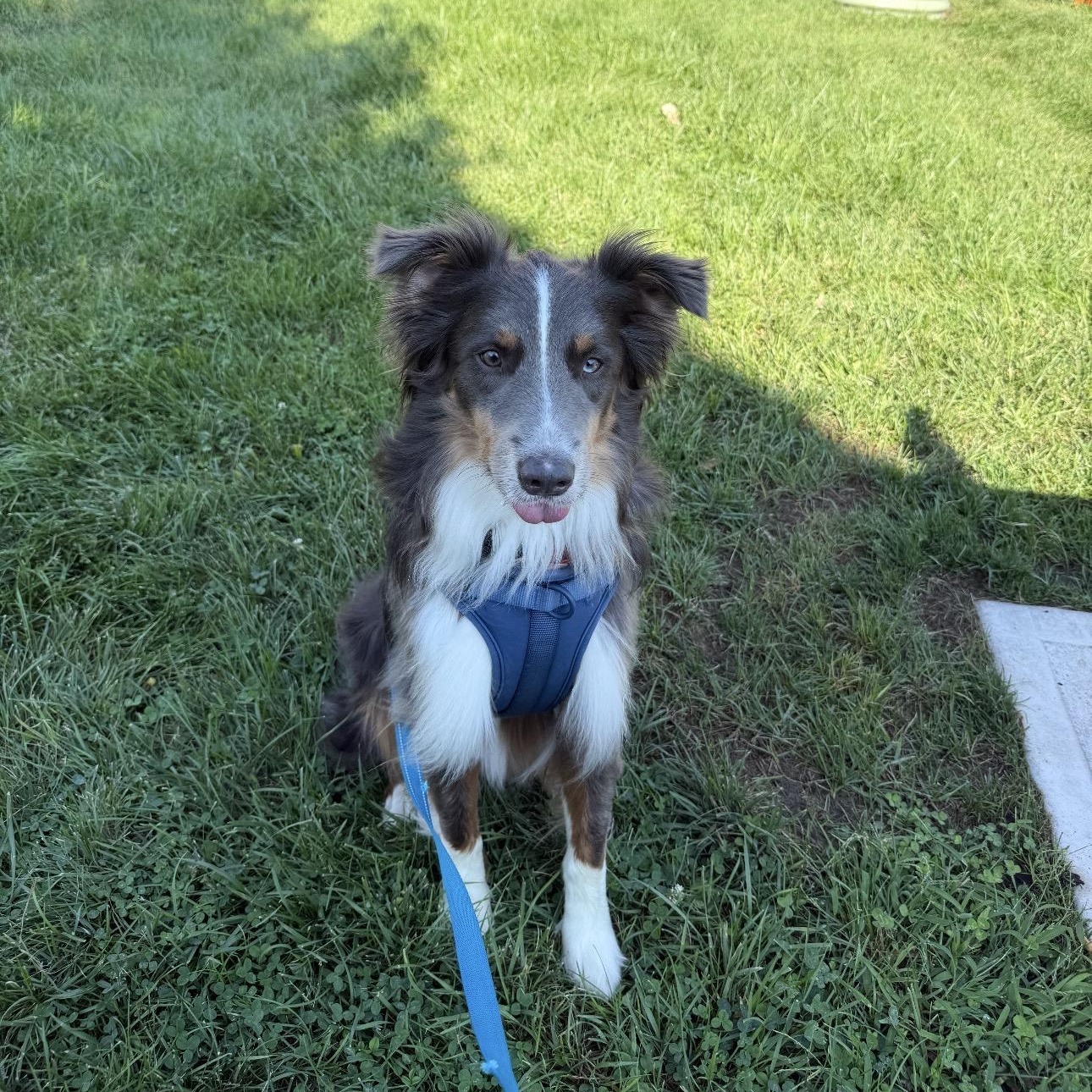 Enlarge Steele, a Adoptable Australian Shepherd in Louisburg, KS image 3/6