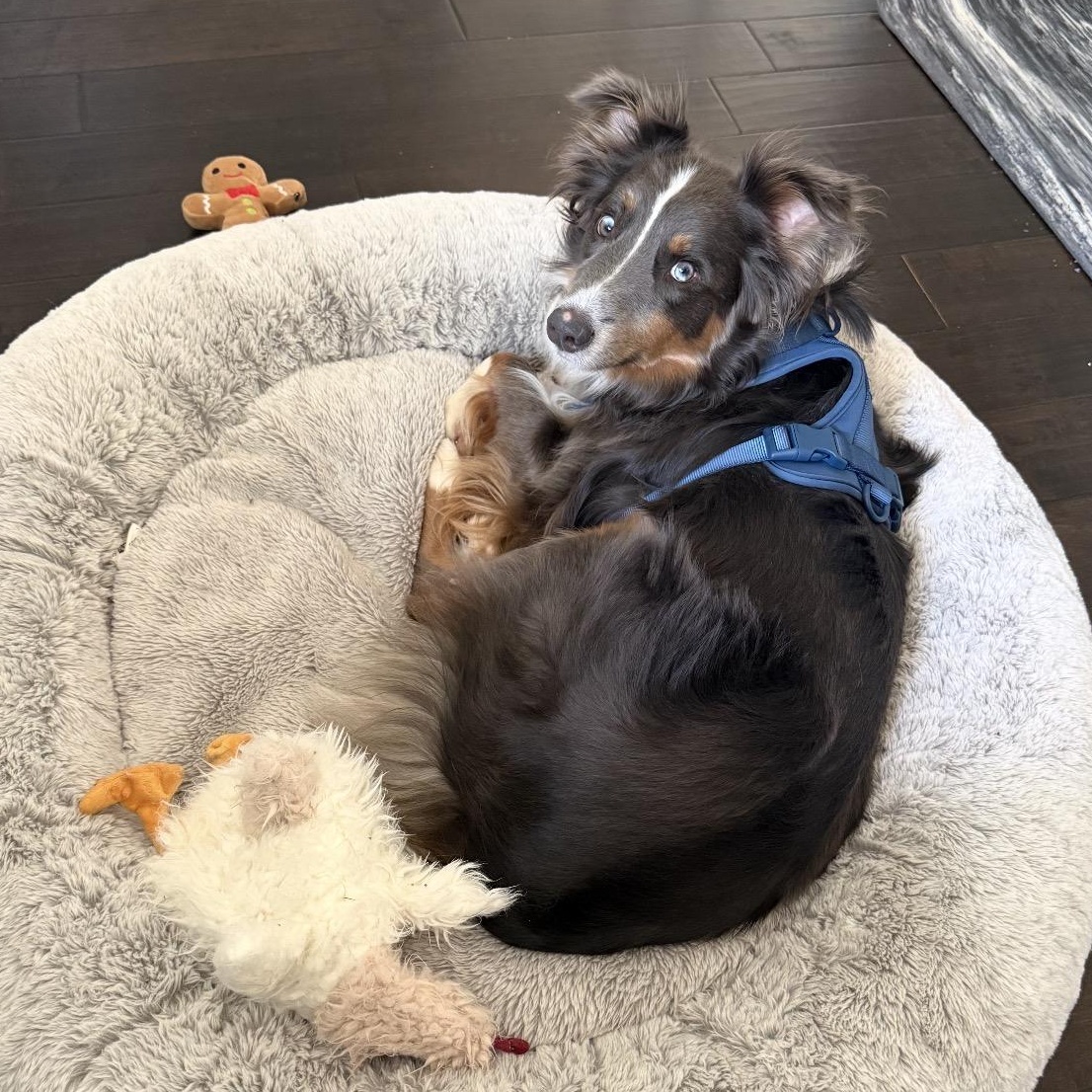 Enlarge Steele, a Adoptable Australian Shepherd in Louisburg, KS image 5/6