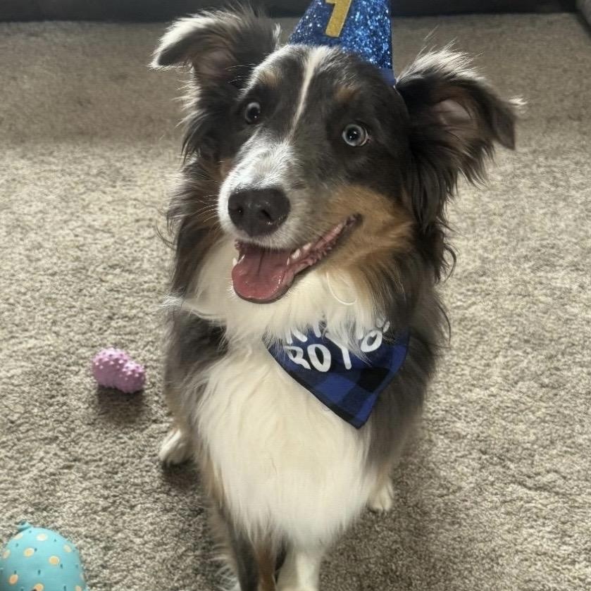 Enlarge Steele, a Adoptable Australian Shepherd in Louisburg, KS image 1/6
