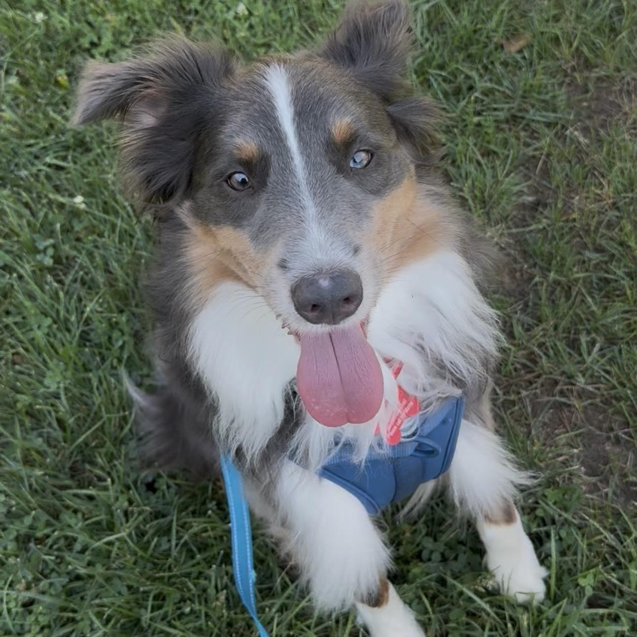 Enlarge Steele, a Adoptable Australian Shepherd in Louisburg, KS image 4/6