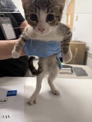 Kailee, Adoptable, Adult Female Domestic Short Hair & Domestic Short Hair.