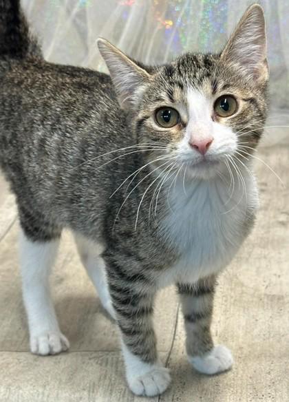 Enlarge Kailee, a Adoptable mixed breed in Shreveport, LA image 2/2