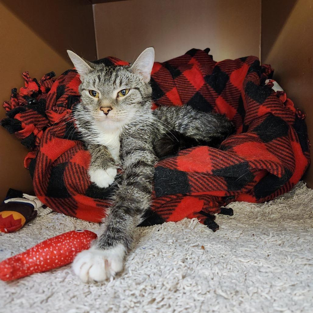 Bebe — thumbnail 2