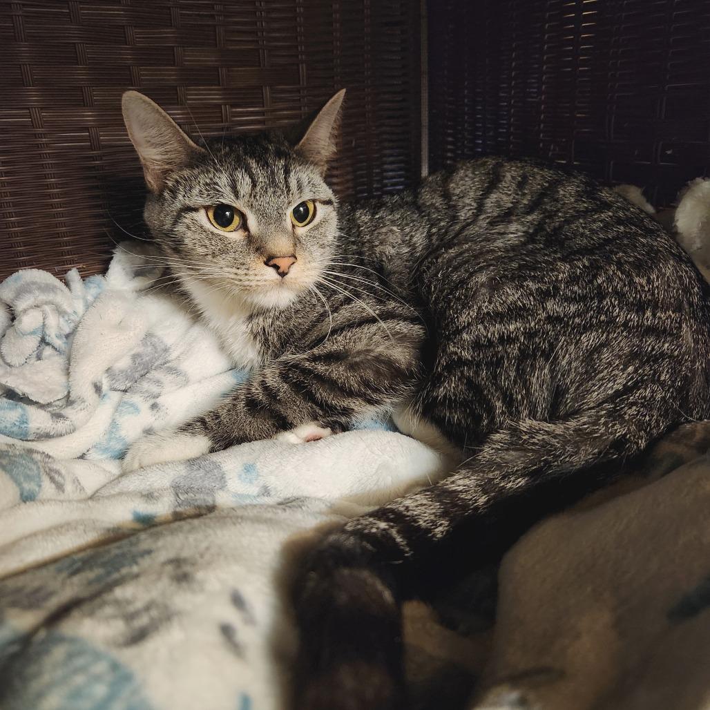 Bebe — thumbnail 3