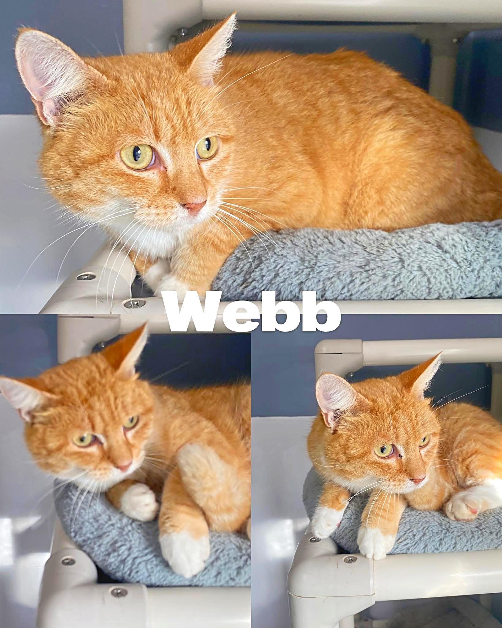Enlarge Webb, a Adoptable Domestic Short Hair in Saint James, MO image 1/3