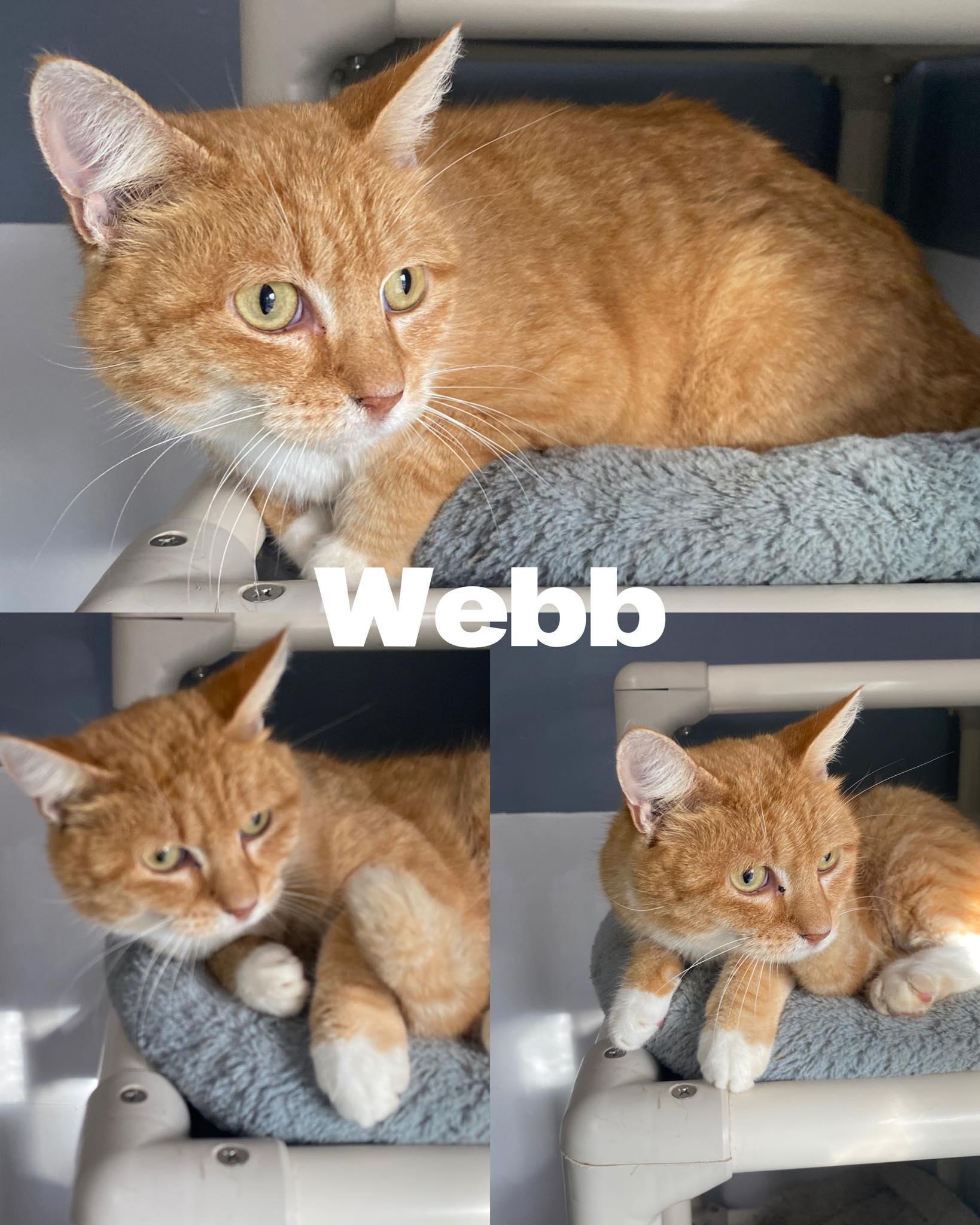 Webb, Adoptable, Adult Male Domestic Short Hair.
