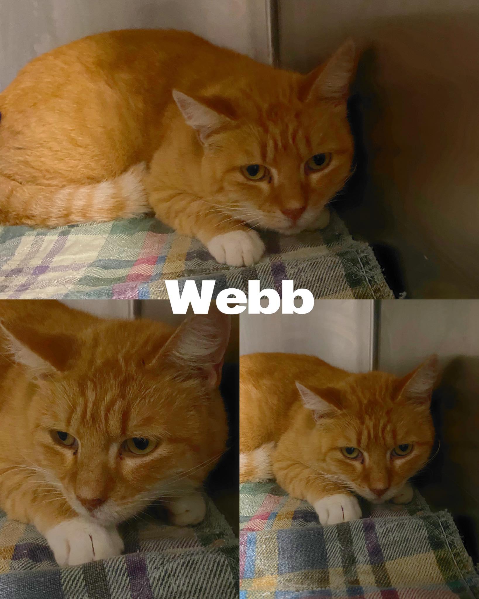 Enlarge Webb, a Adoptable Domestic Short Hair in Saint James, MO image 2/2