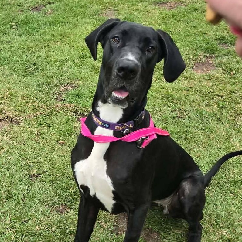 Stella, adoptable, Young Female Great Dane.