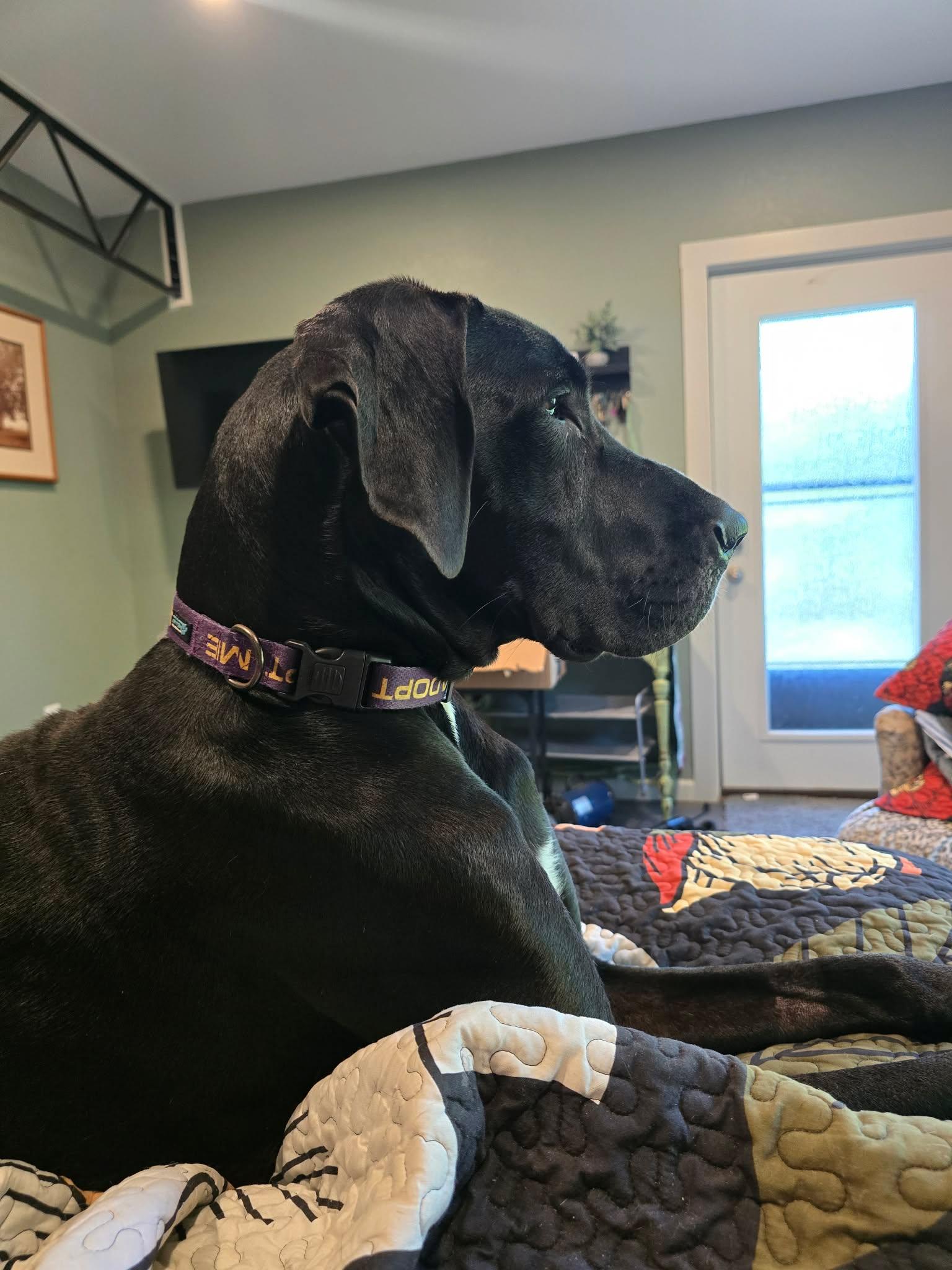 Enlarge Stella, an adoptable Great Dane in Pensacola, FL image 2/6