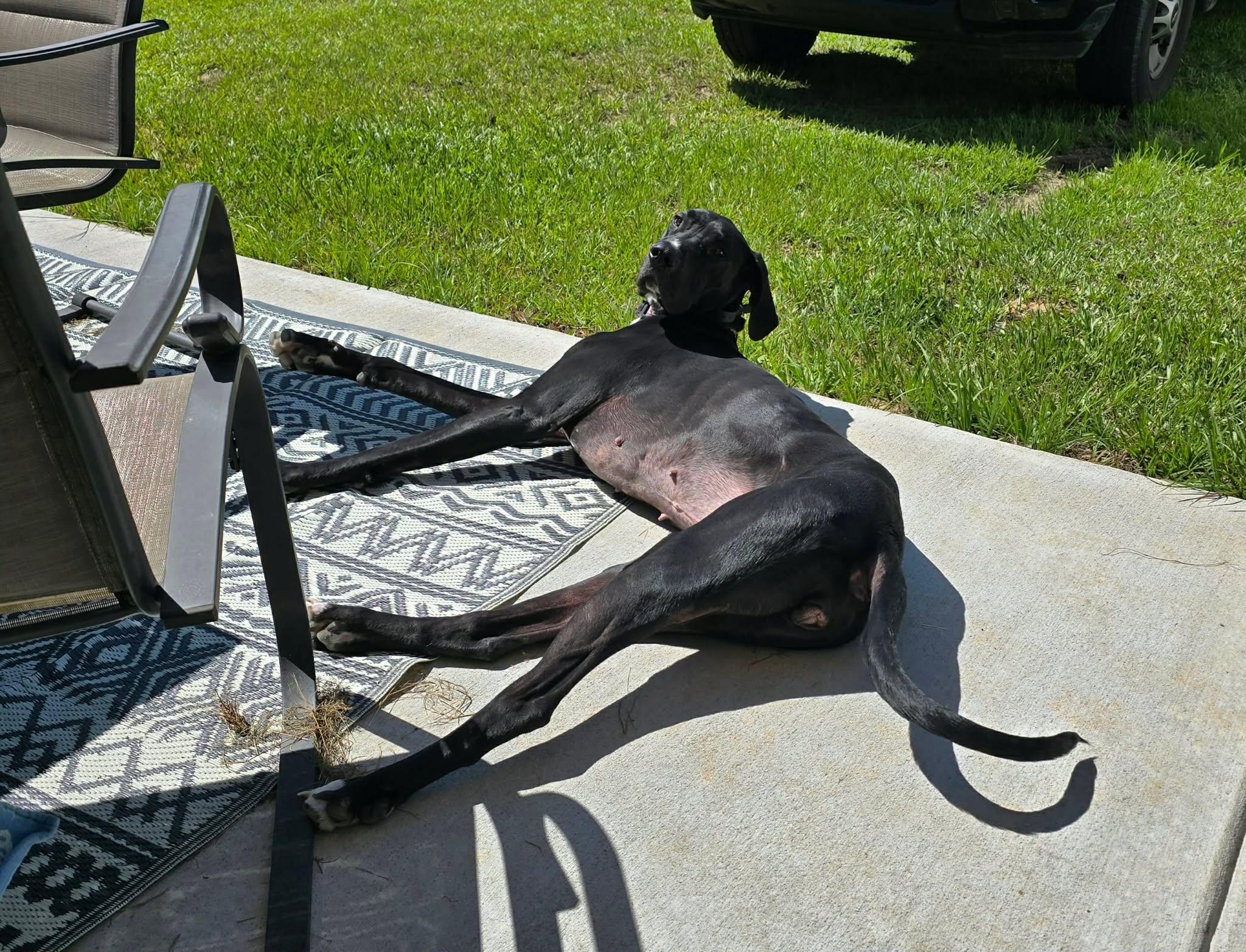 Enlarge Stella, an adoptable Great Dane in Pensacola, FL image 3/6