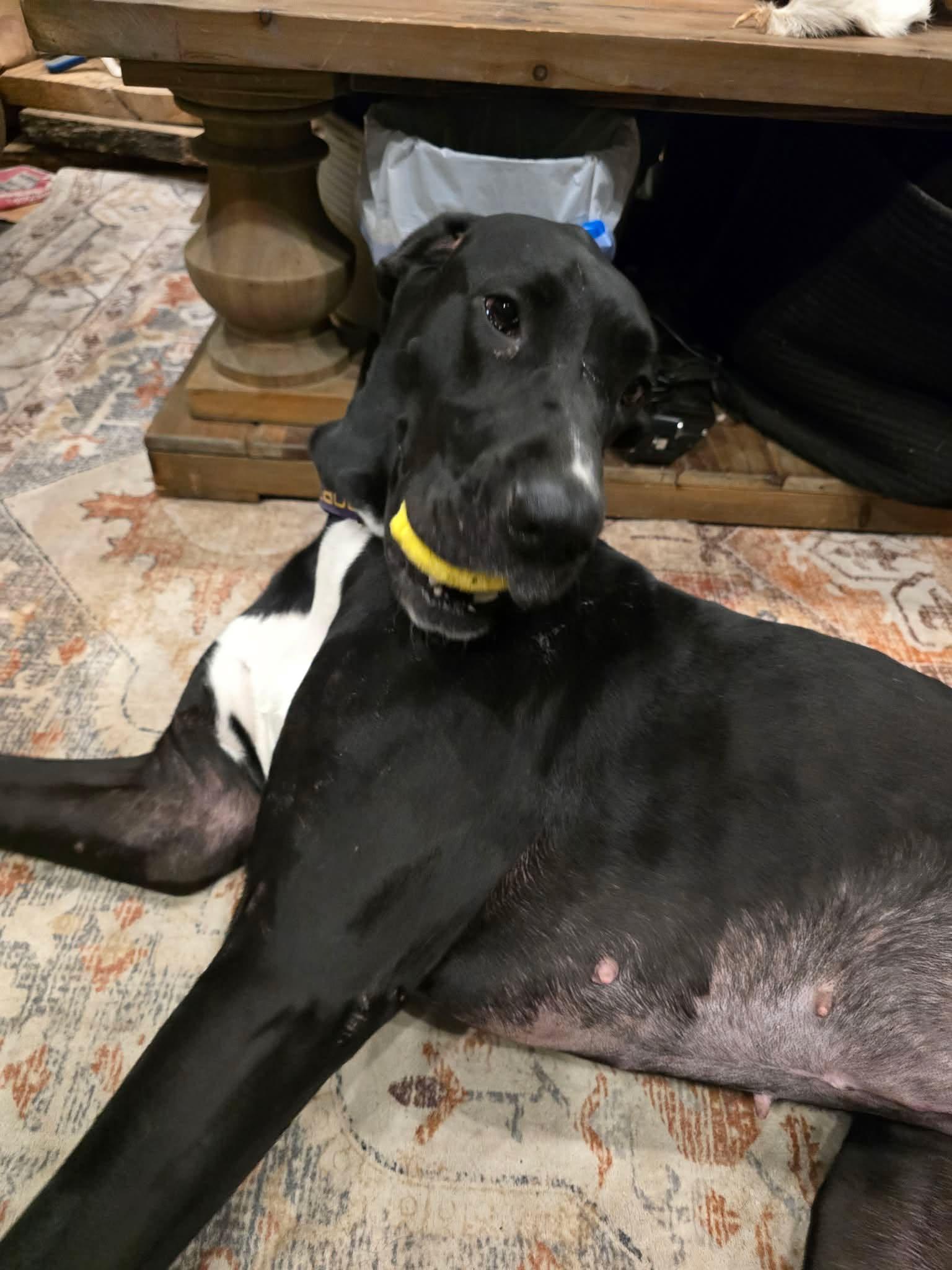 Enlarge Stella, an adoptable Great Dane in Pensacola, FL image 5/6