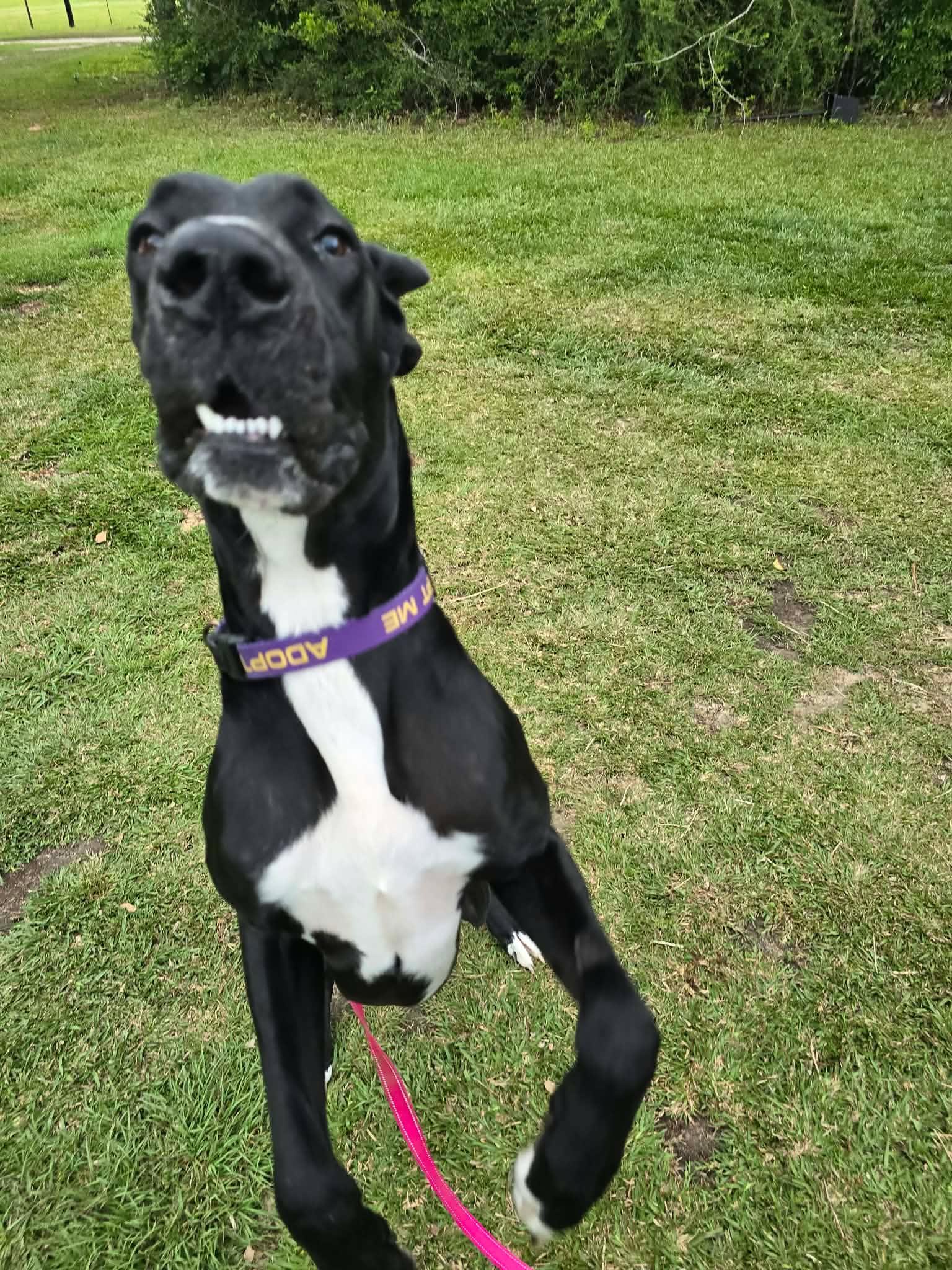 Enlarge Stella, an adoptable Great Dane in Pensacola, FL image 4/6