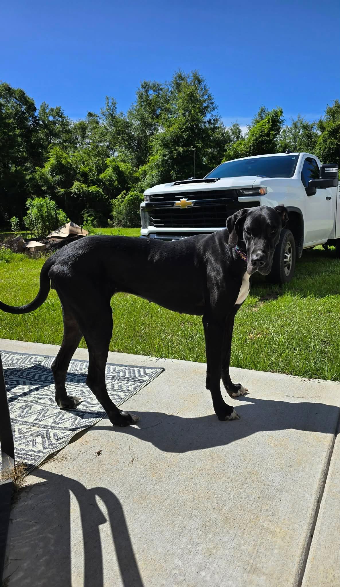 Enlarge Stella, an adoptable Great Dane in Pensacola, FL image 6/6