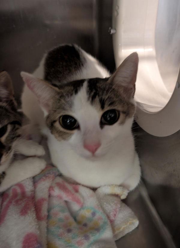 Princess, Adoptable, Young Female Domestic Short Hair.