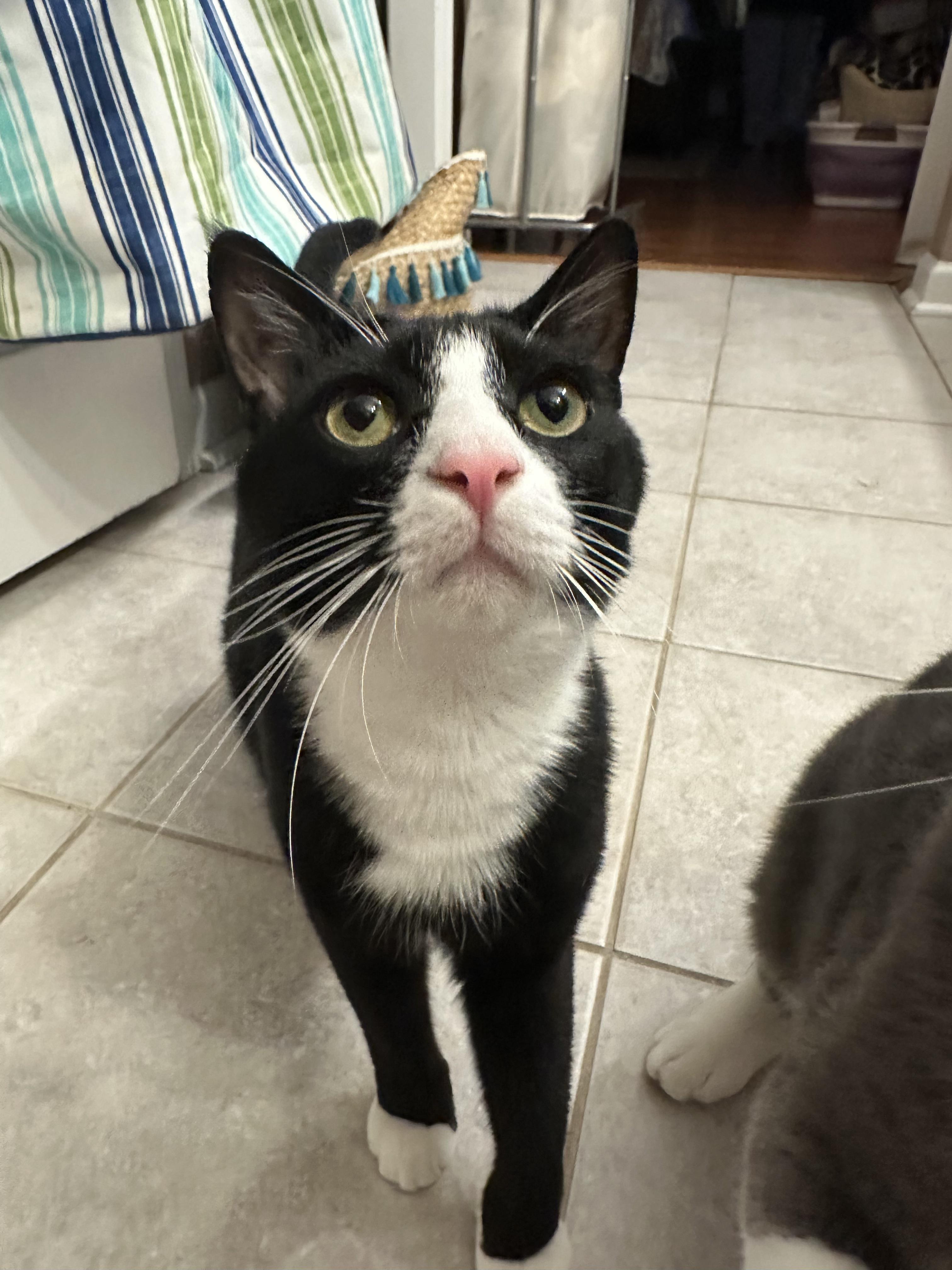 Pinot, a Adoptable Domestic Medium Hair in Mount Pleasant, SC image 4/5