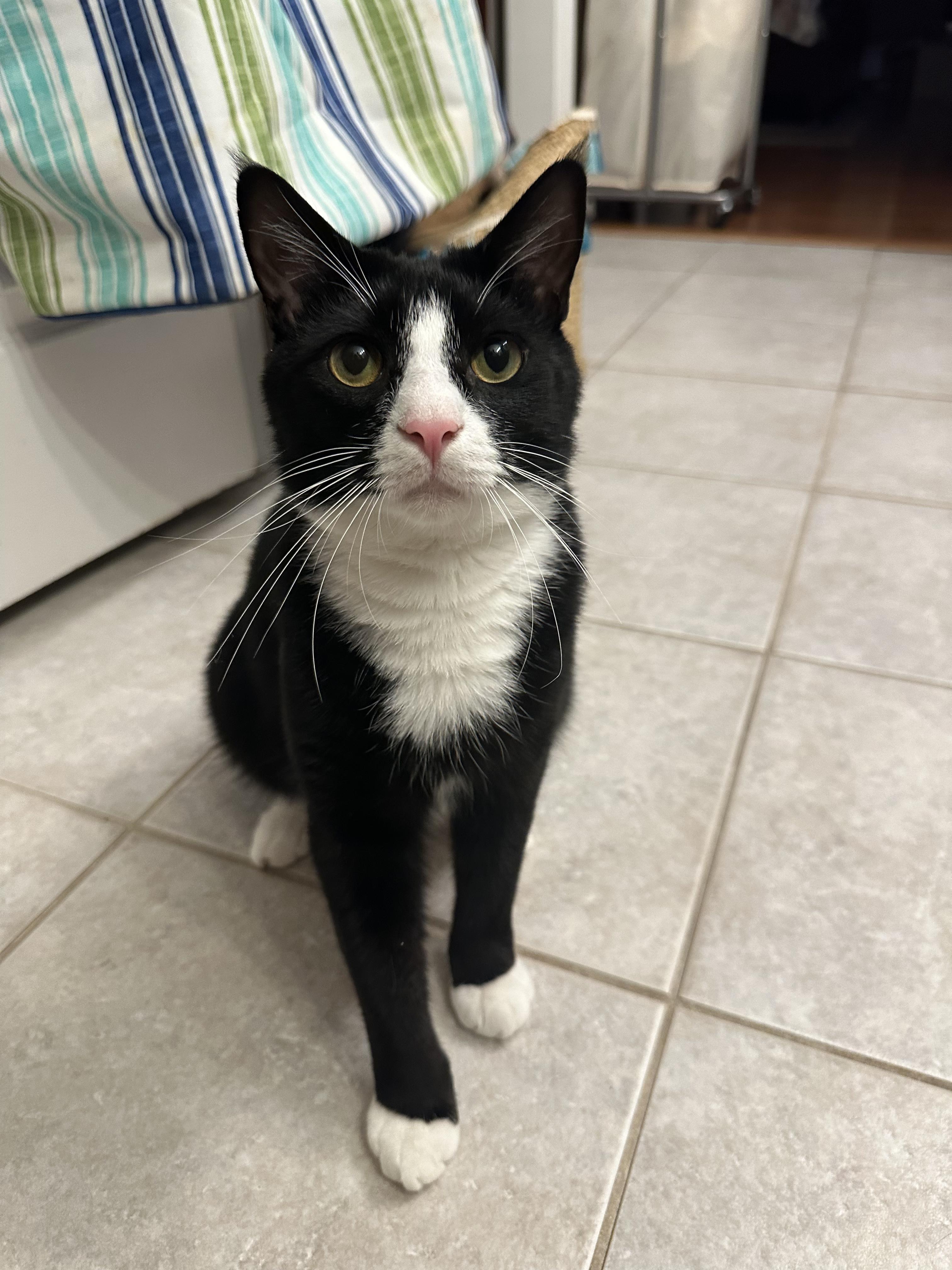 Pinot, Adult Male unknown