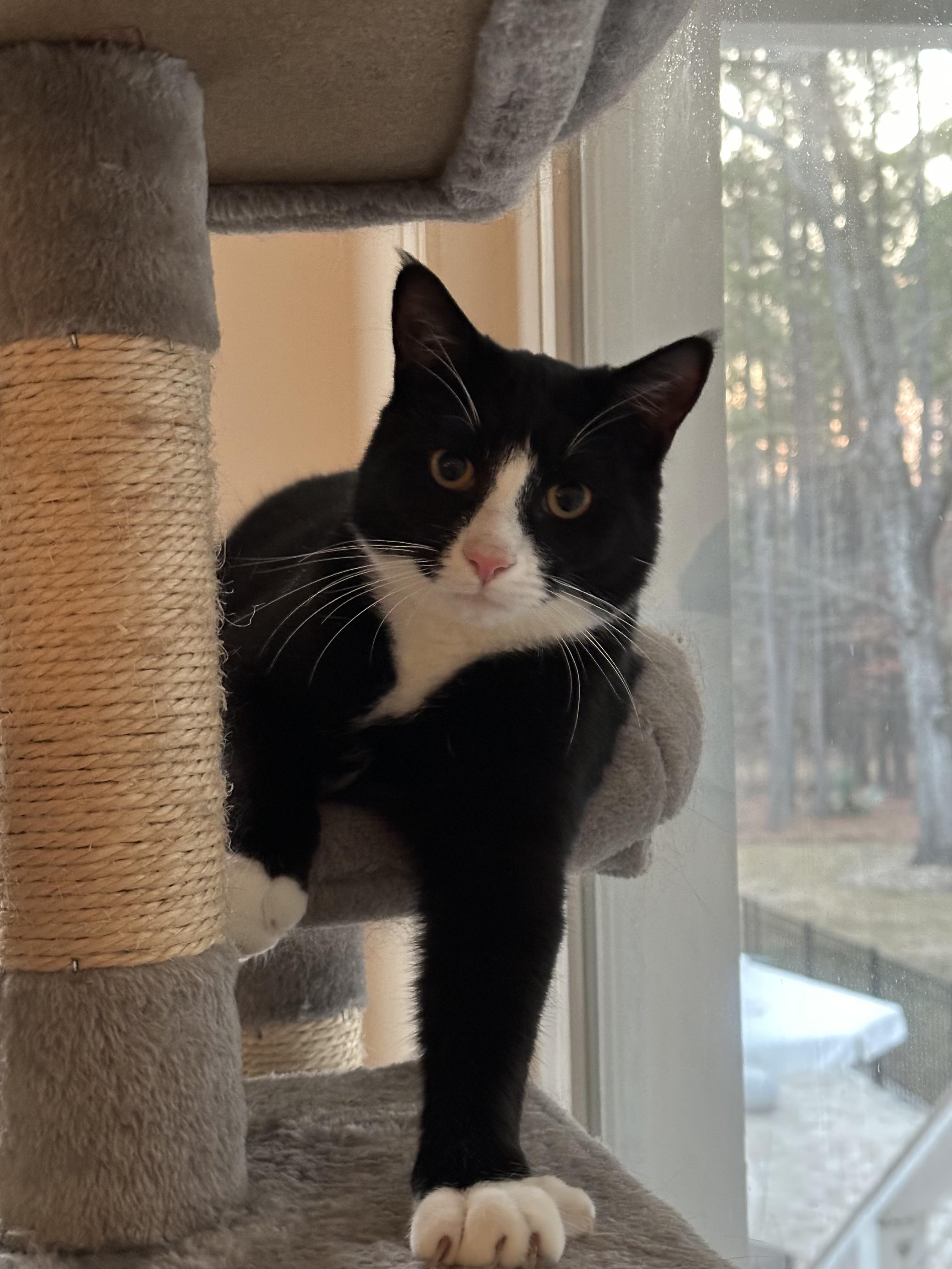 Pinot, an adoptable Domestic Medium Hair in Mount Pleasant, SC, 29466 | Photo Image 2