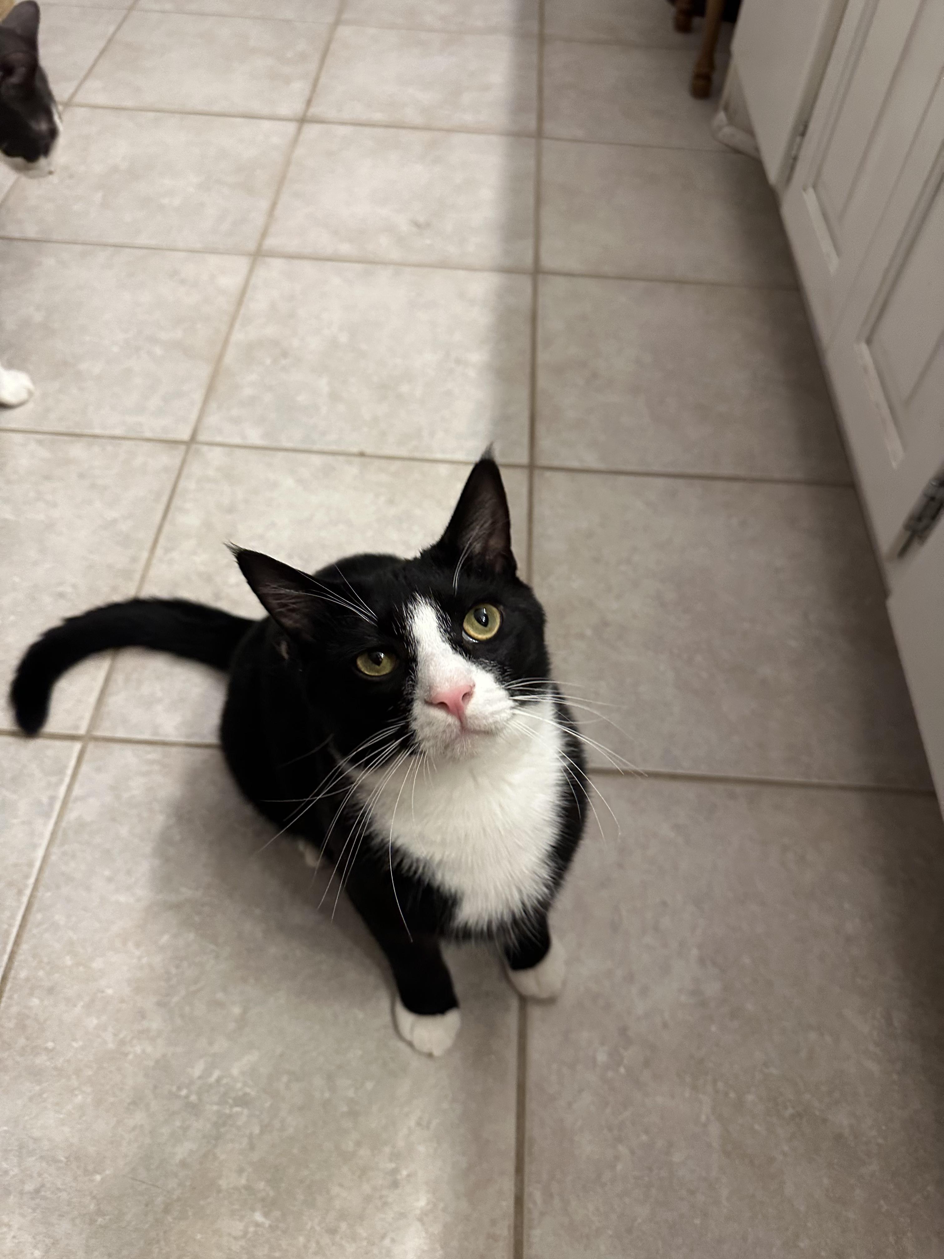 Pinot, a Adoptable Domestic Medium Hair in Mount Pleasant, SC image 5/5