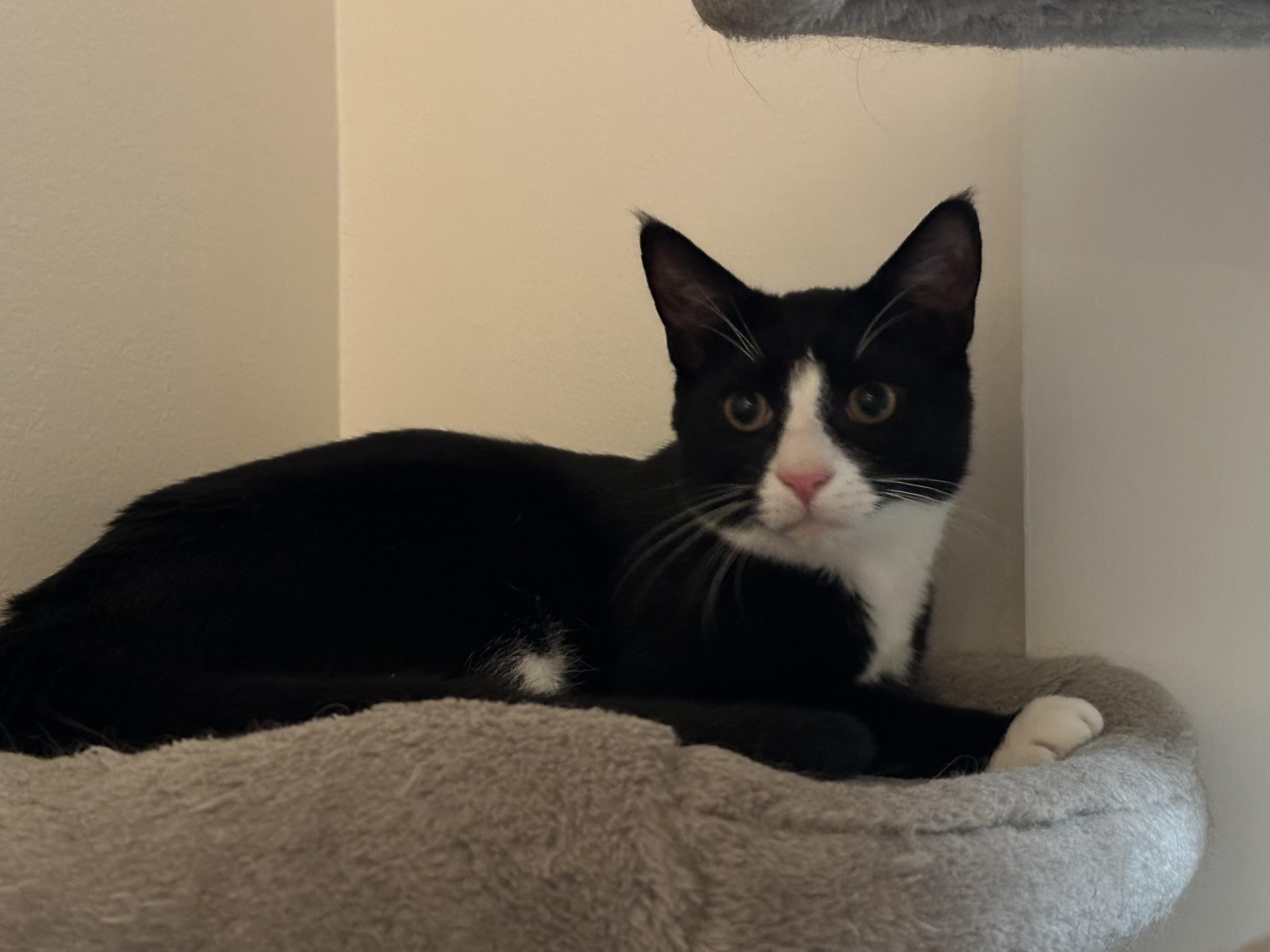 Pinot, an adoptable Domestic Medium Hair in Mount Pleasant, SC, 29466 | Photo Image 3