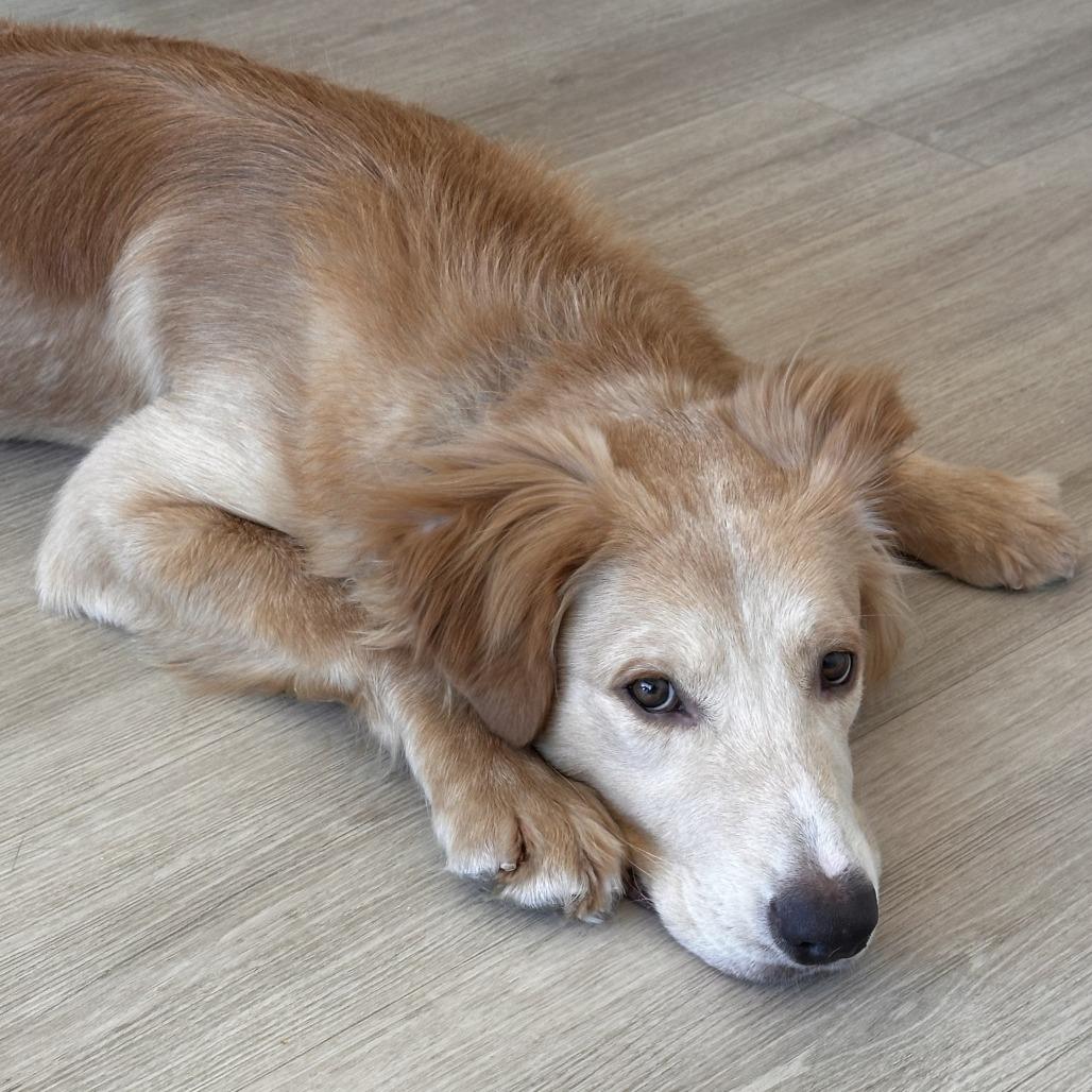 Beau, Adoptable, Young Male Retriever.