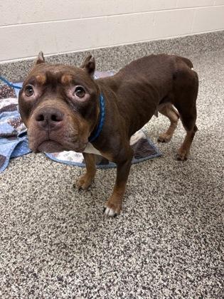 Enlarge Mitzie, a Adoptable mixed breed in Sterling Heights, MI image 1/3