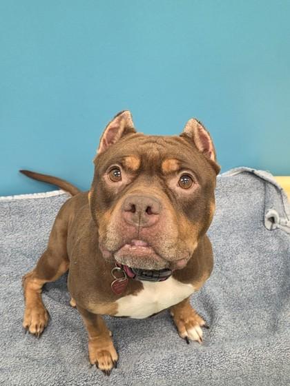 Enlarge Mitzie, a Adoptable mixed breed in Sterling Heights, MI image 2/3