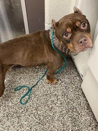 Enlarge Mitzie, a Adoptable mixed breed in Sterling Heights, MI image 3/3