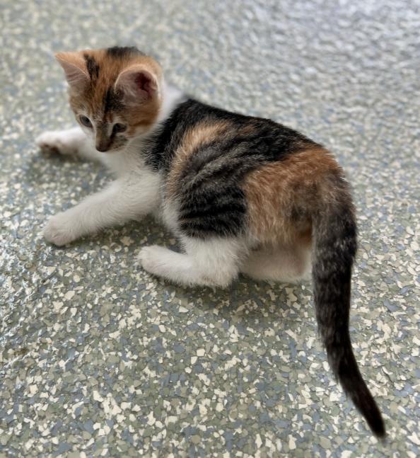 Amelie, adopted, Kitten Female Domestic Short Hair.