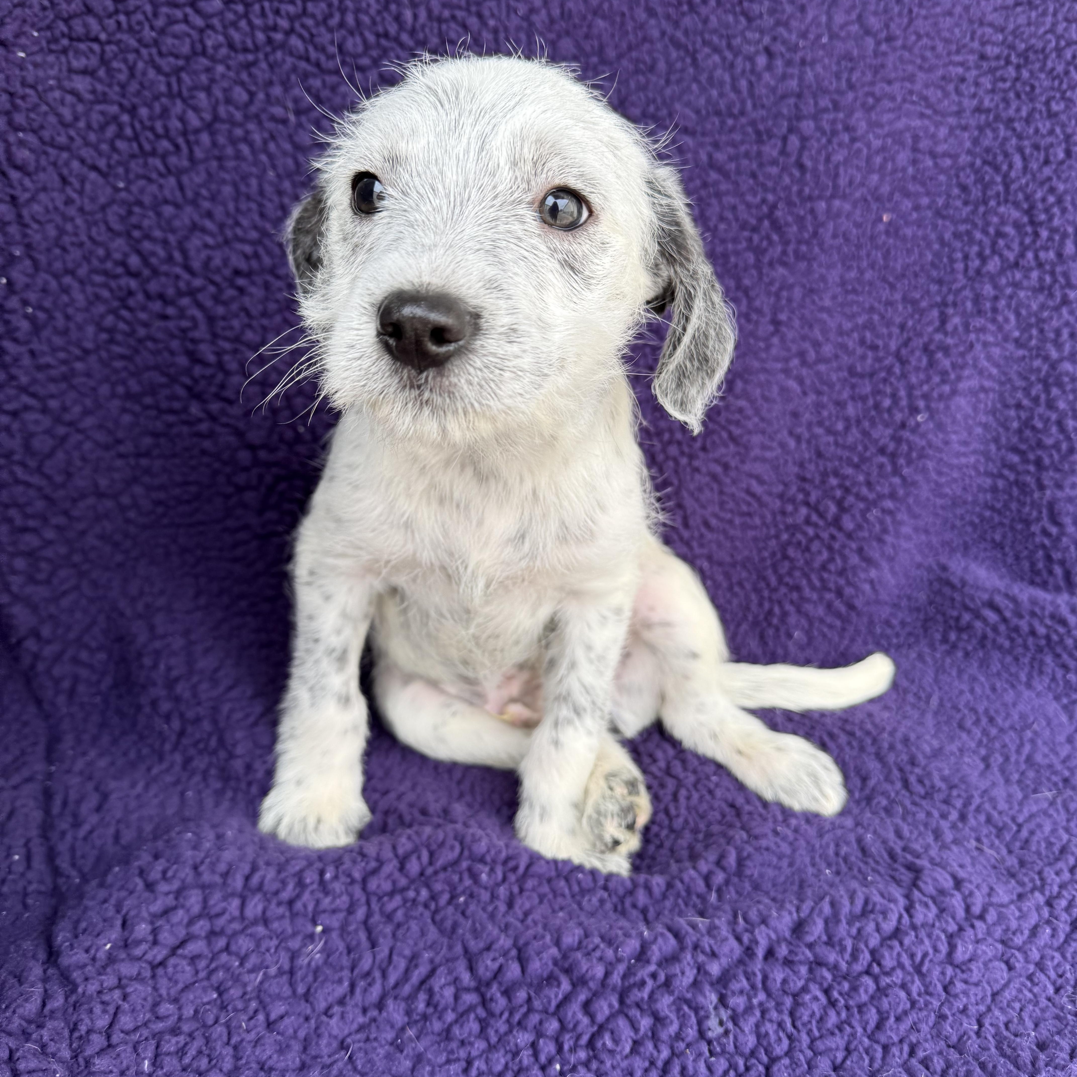 Mikey , a Adoptable mixed breed in Baton Rouge, LA image 5/6