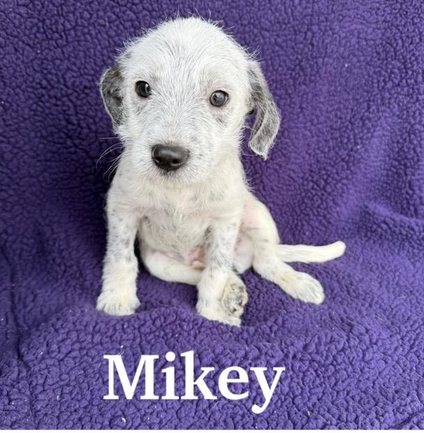 Mikey , a Adoptable mixed breed in Baton Rouge, LA image 3/6