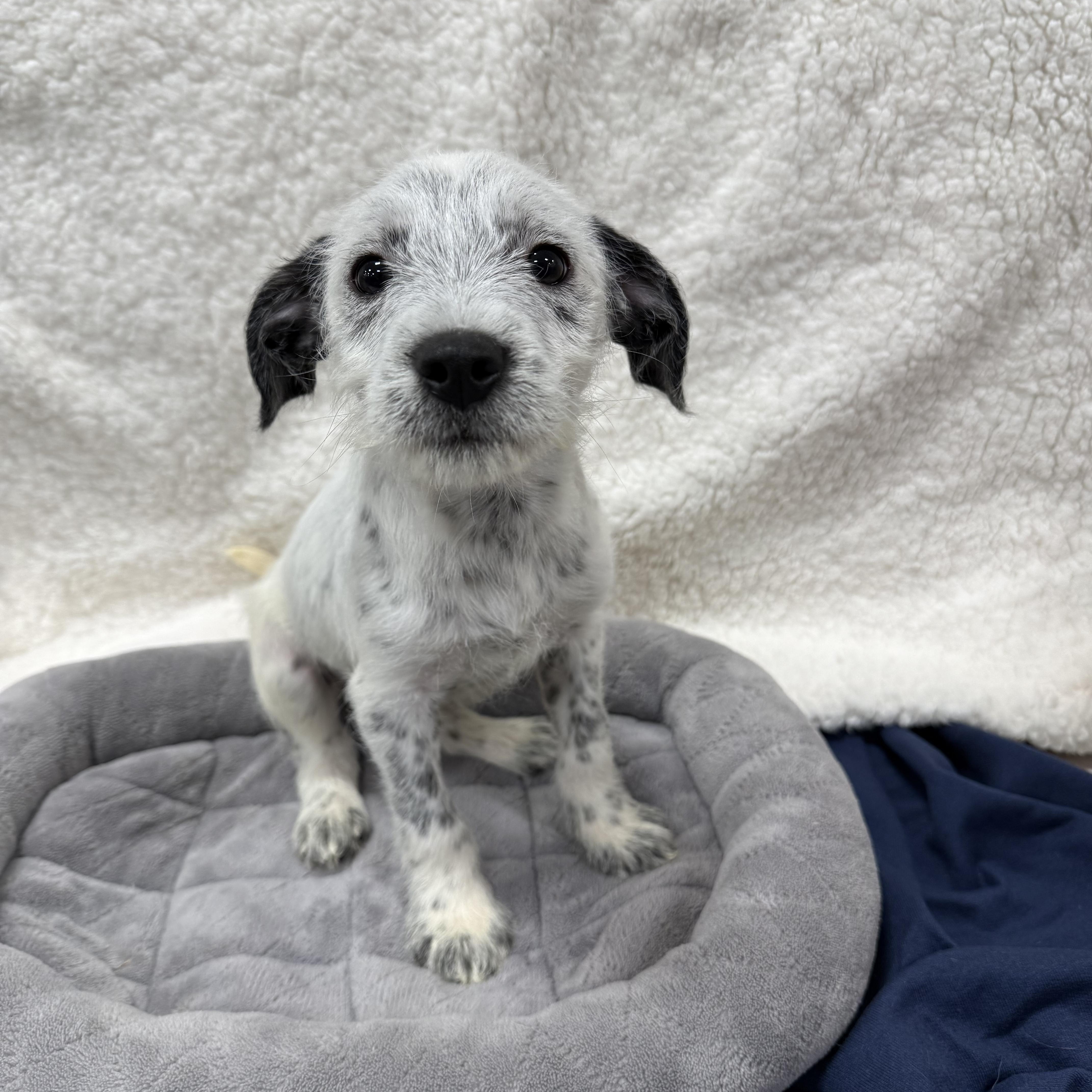 Mikey , a Adoptable mixed breed in Baton Rouge, LA image 1/6