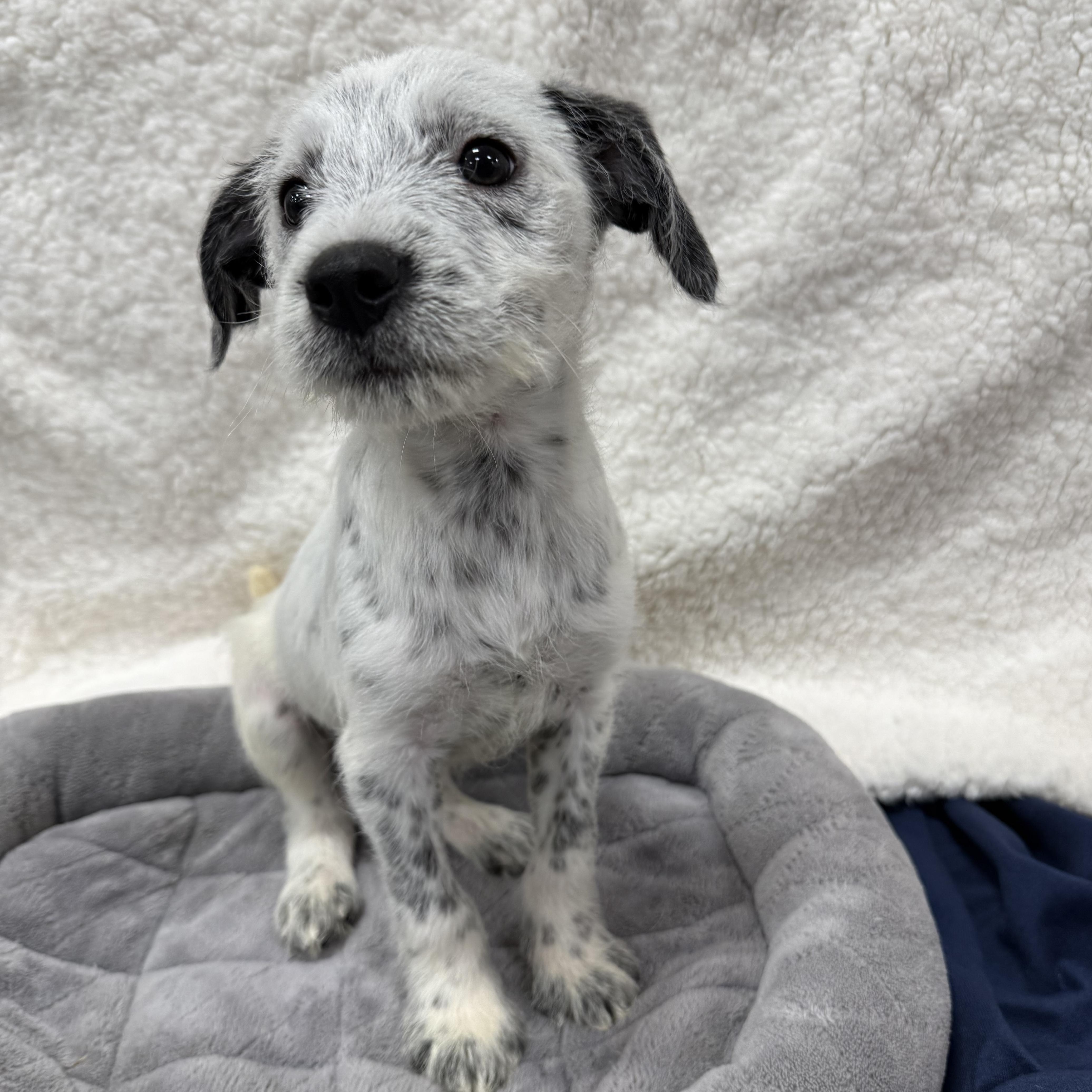 Mikey , a Adoptable mixed breed in Baton Rouge, LA image 2/6