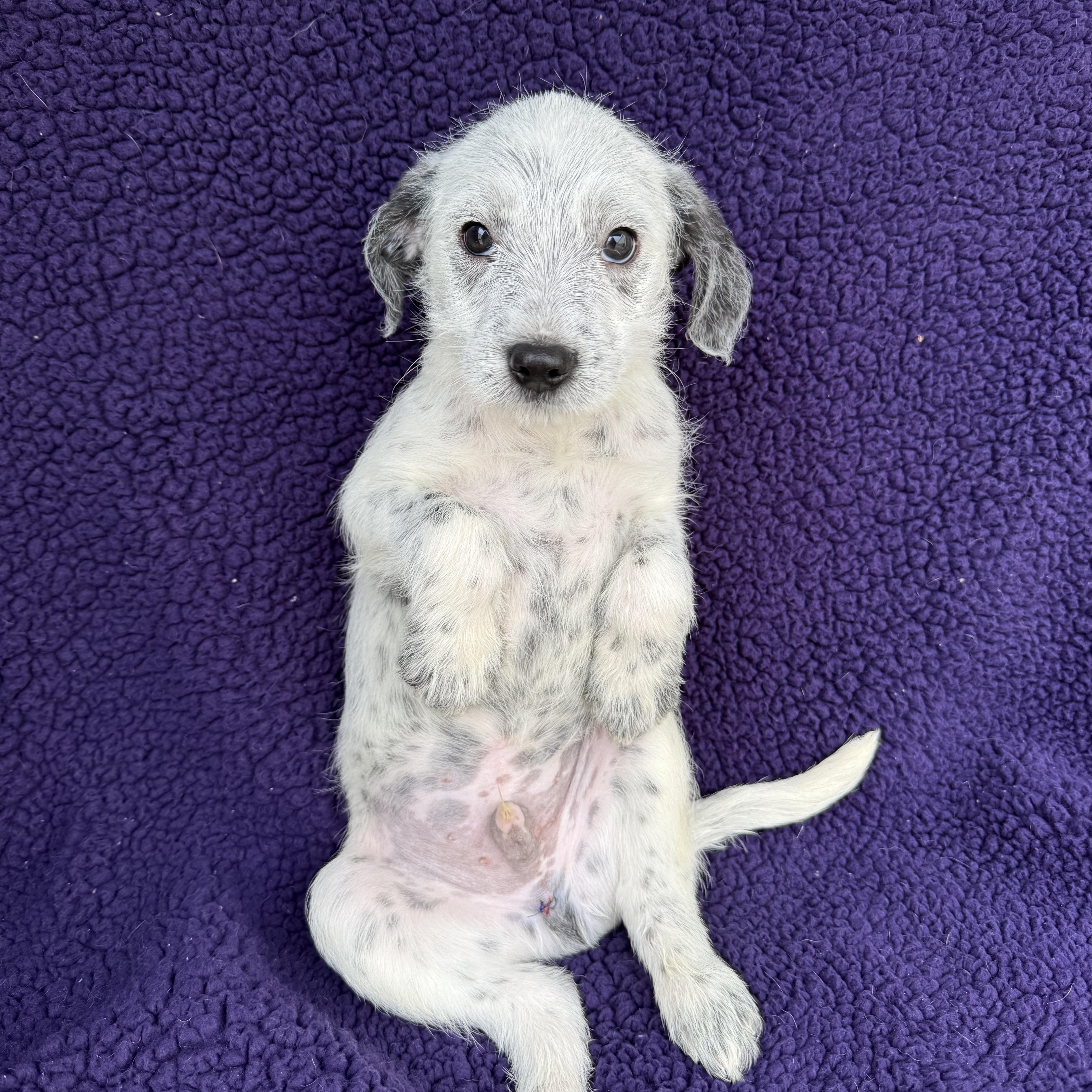 Mikey , a Adoptable mixed breed in Baton Rouge, LA image 4/6