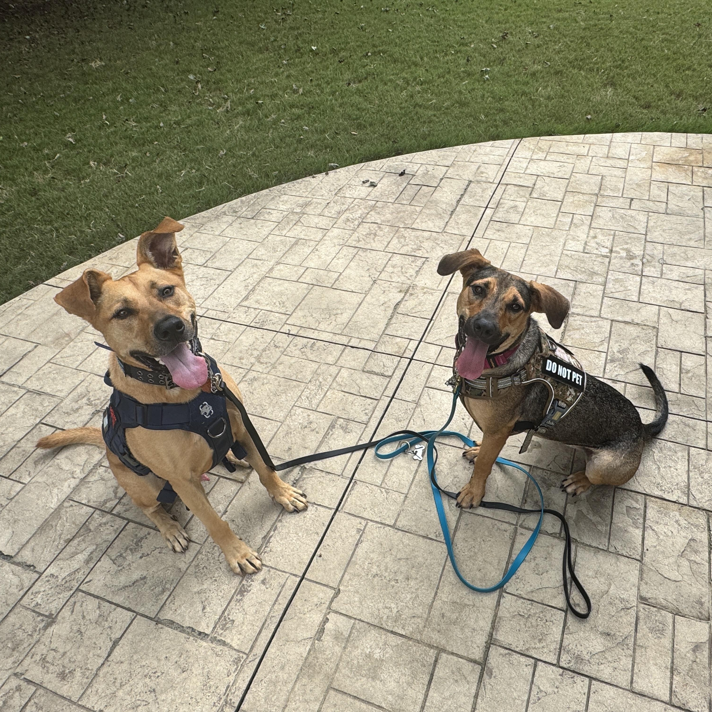 Enlarge Lotus, a Adoptable mixed breed in Charlotte, NC image 6/6