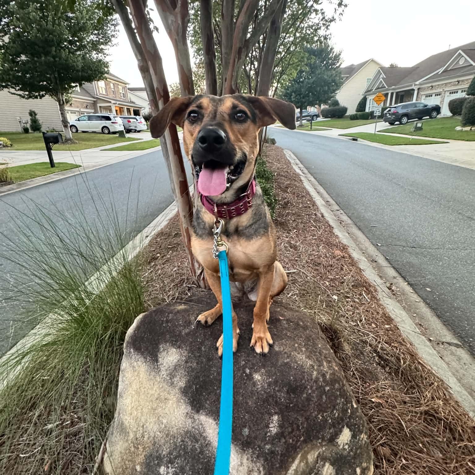 Lotus, Adoptable, Young Female Hound.