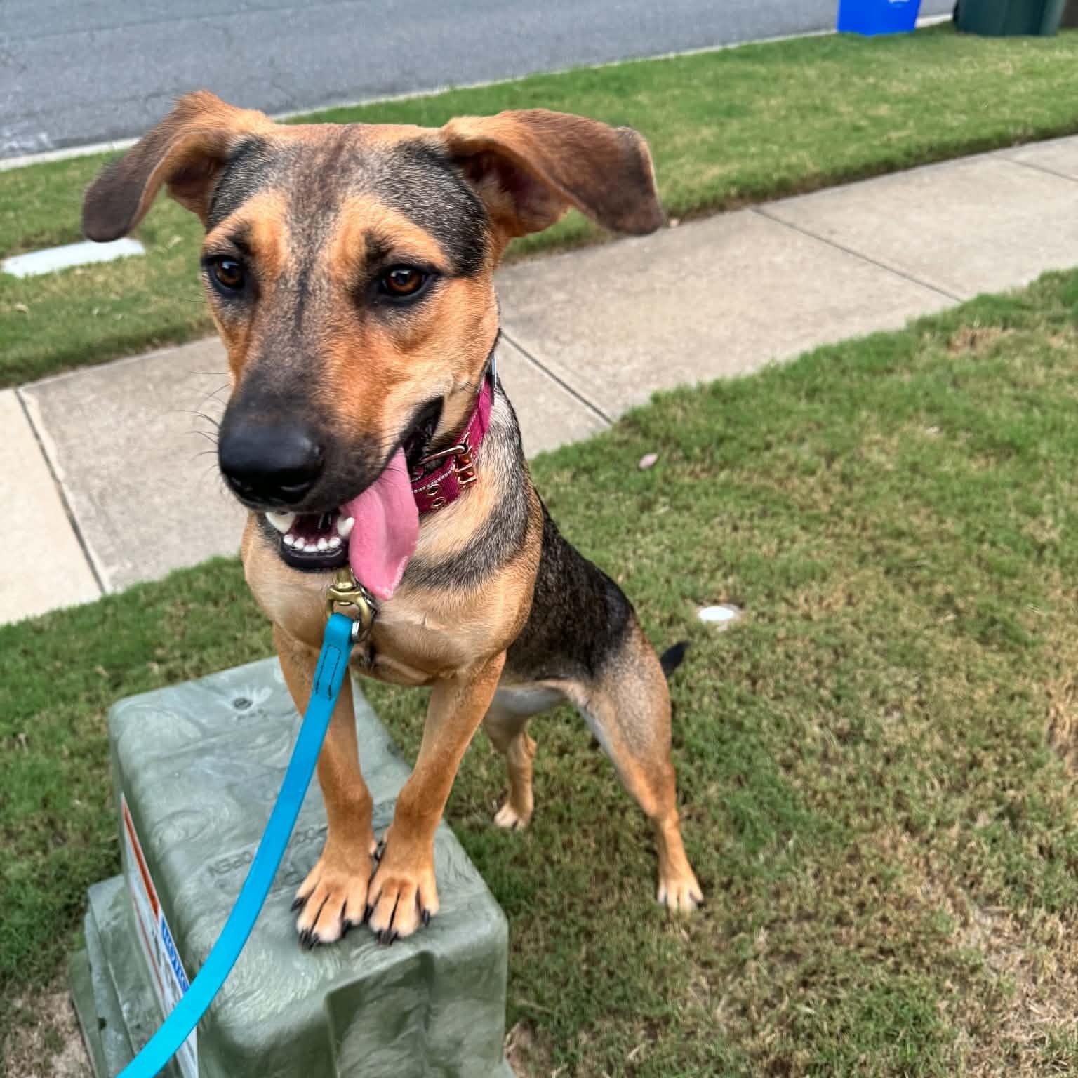 Enlarge Lotus, a Adoptable mixed breed in Charlotte, NC image 2/6