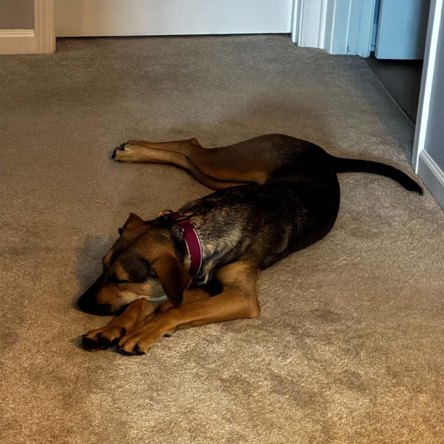 Enlarge Lotus, a Adoptable mixed breed in Charlotte, NC image 3/6