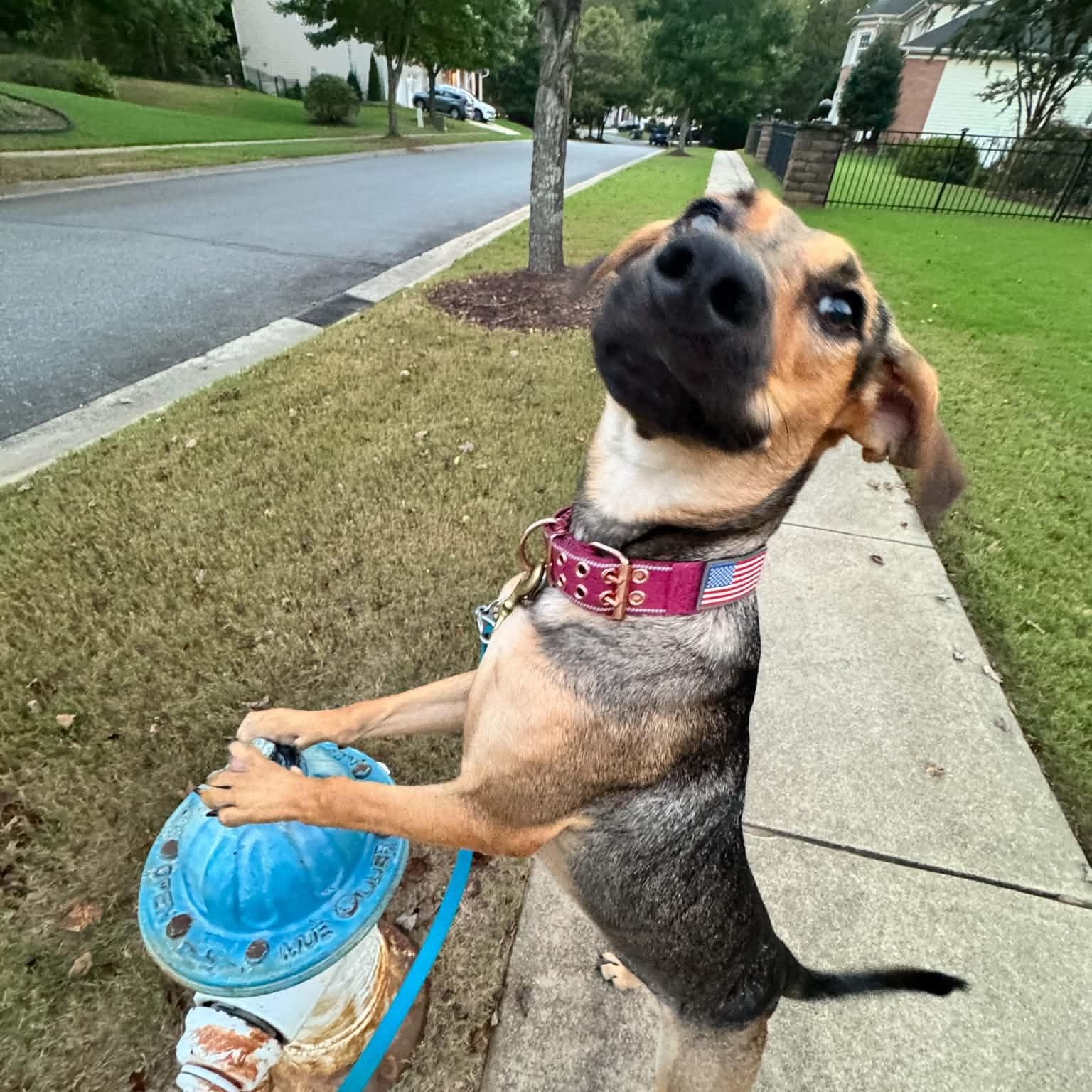 Enlarge Lotus, a Adoptable mixed breed in Charlotte, NC image 4/6