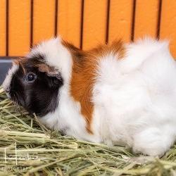 Shmoe, Adoptable, Adult Female Guinea Pig.