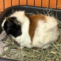 Enlarge Shmoe, a Adoptable Guinea Pig in Brockton, MA image 2/2