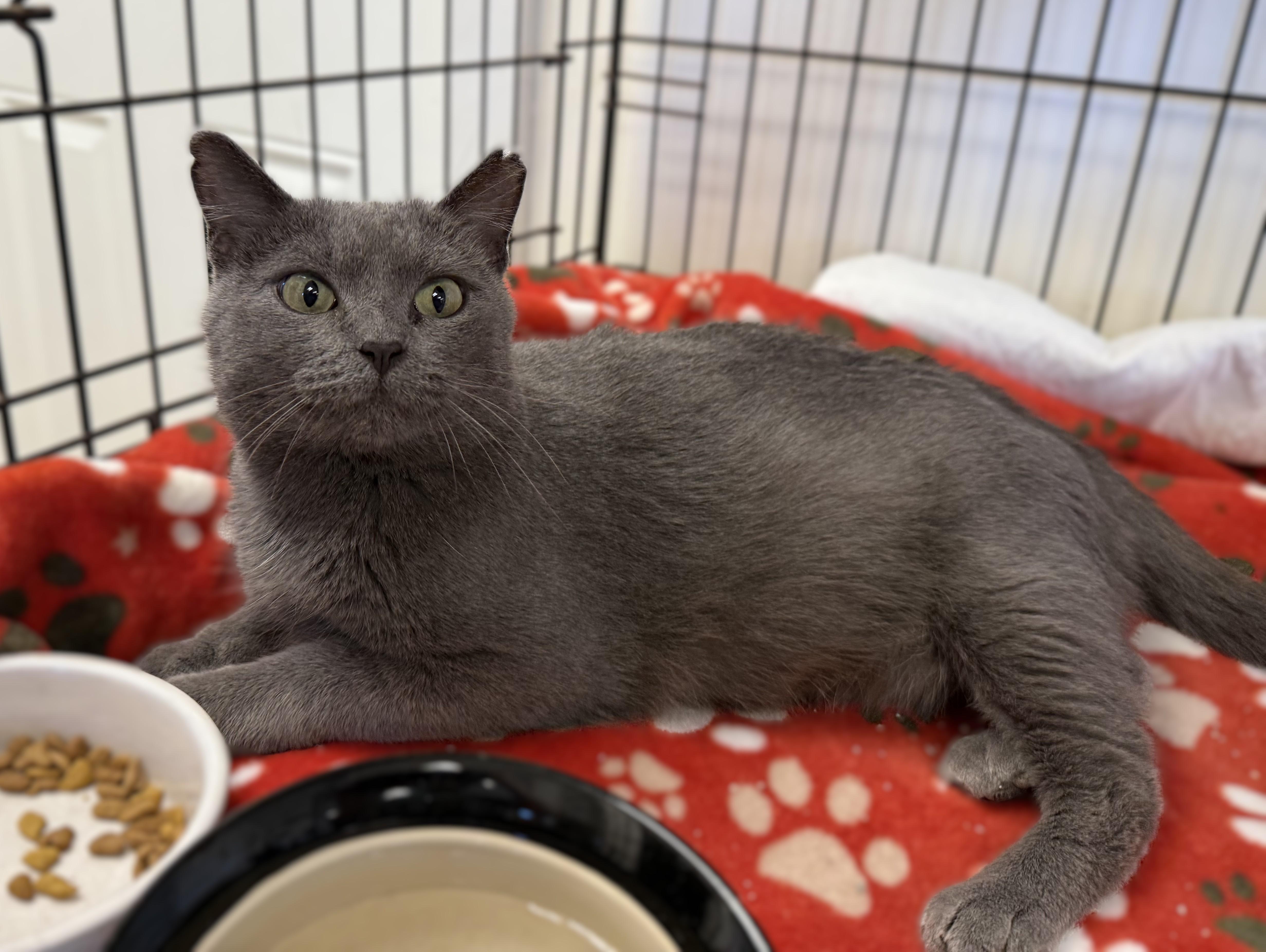 SONYA, an adopted Domestic Short Hair in La Crescent, MN image 2/5