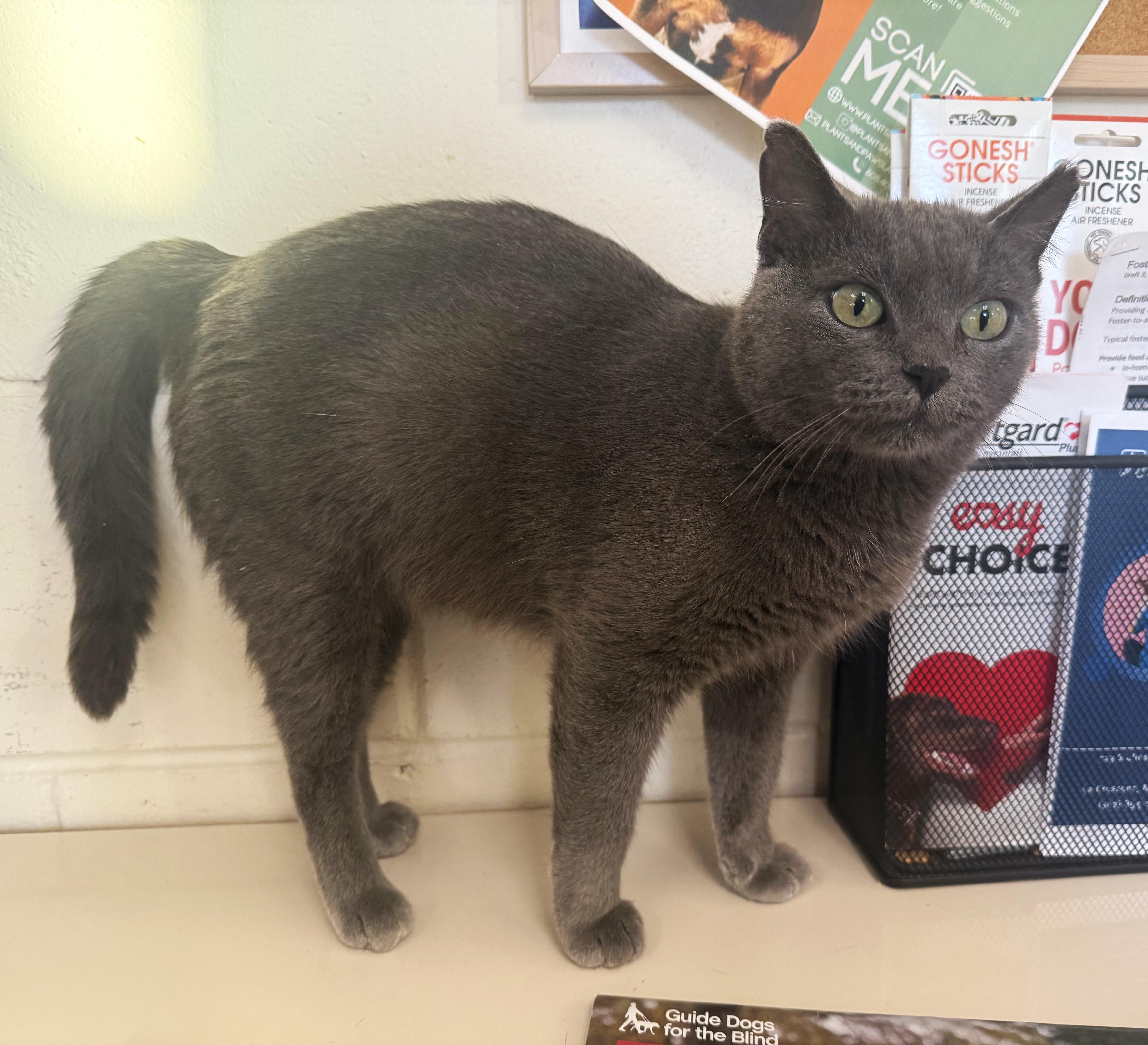 SONYA, an adopted Domestic Short Hair in La Crescent, MN image 3/5