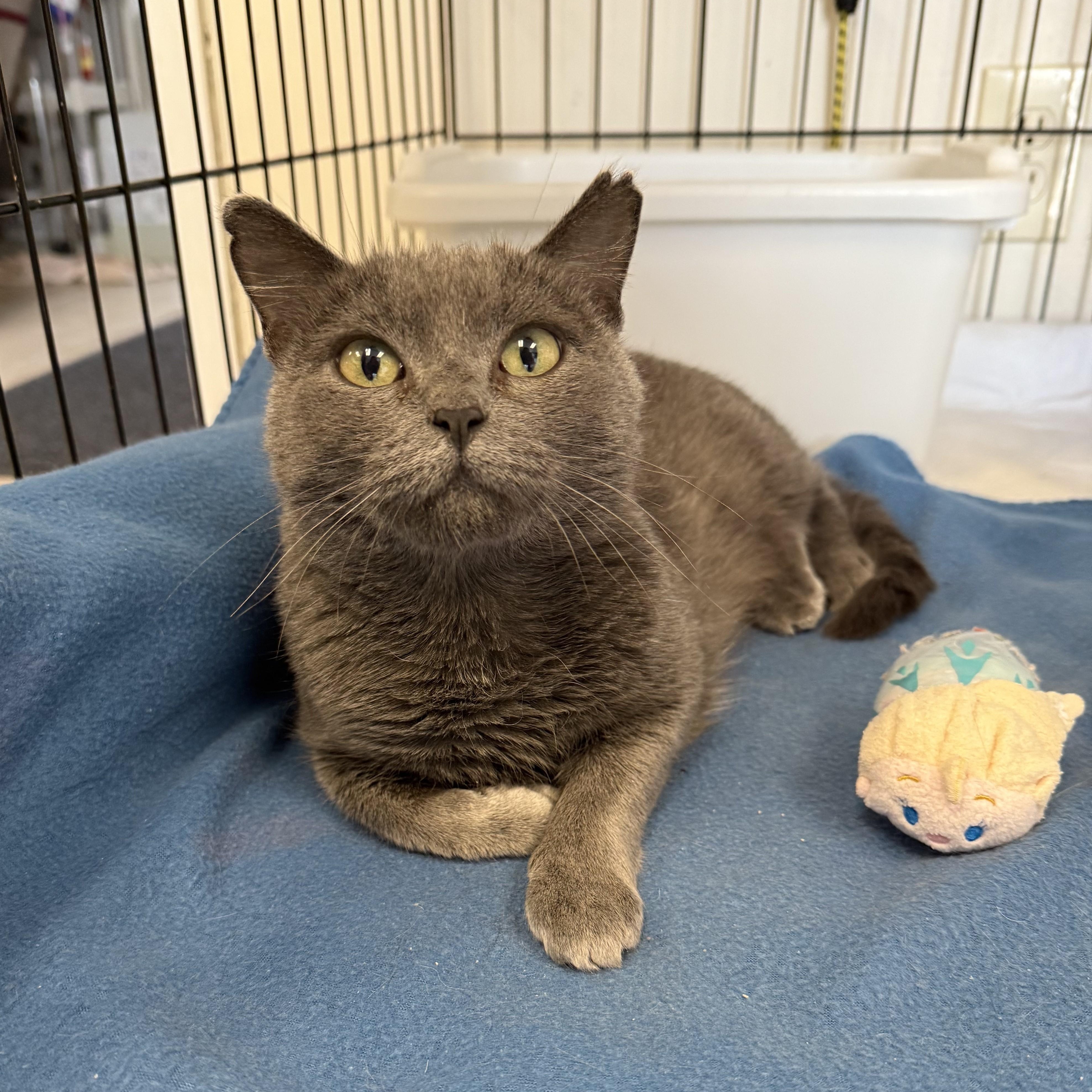 SONYA, adopted, Young Female Domestic Short Hair.