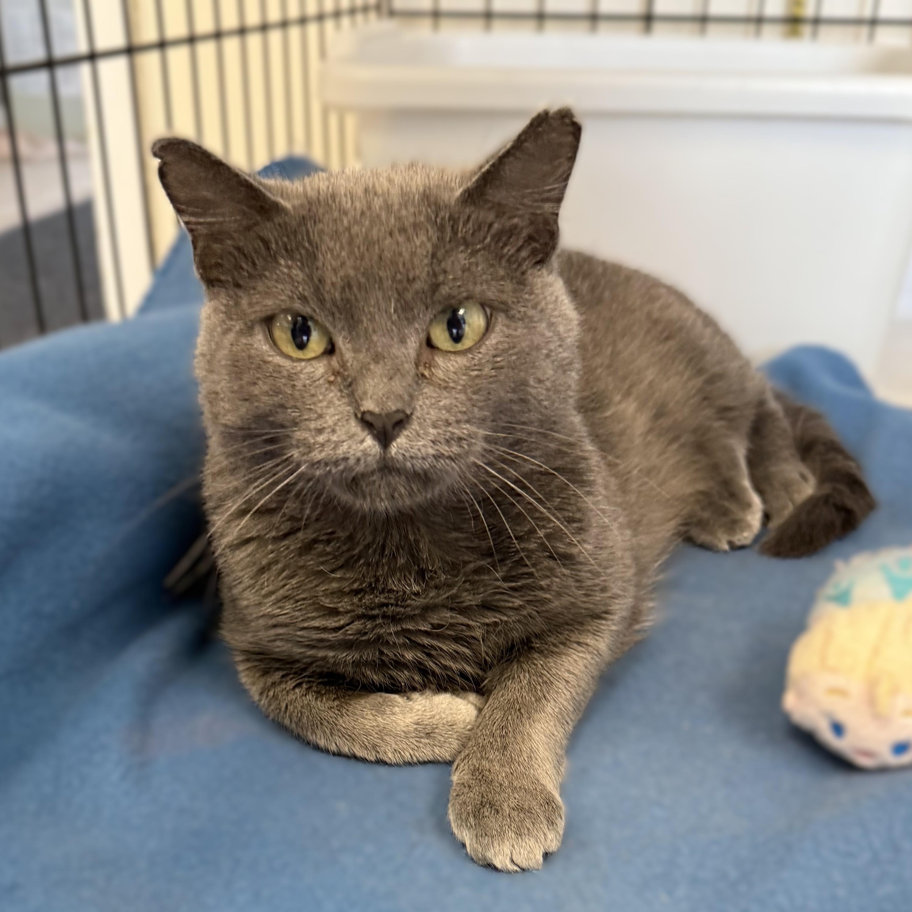 SONYA, an adopted Domestic Short Hair in La Crescent, MN image 4/5