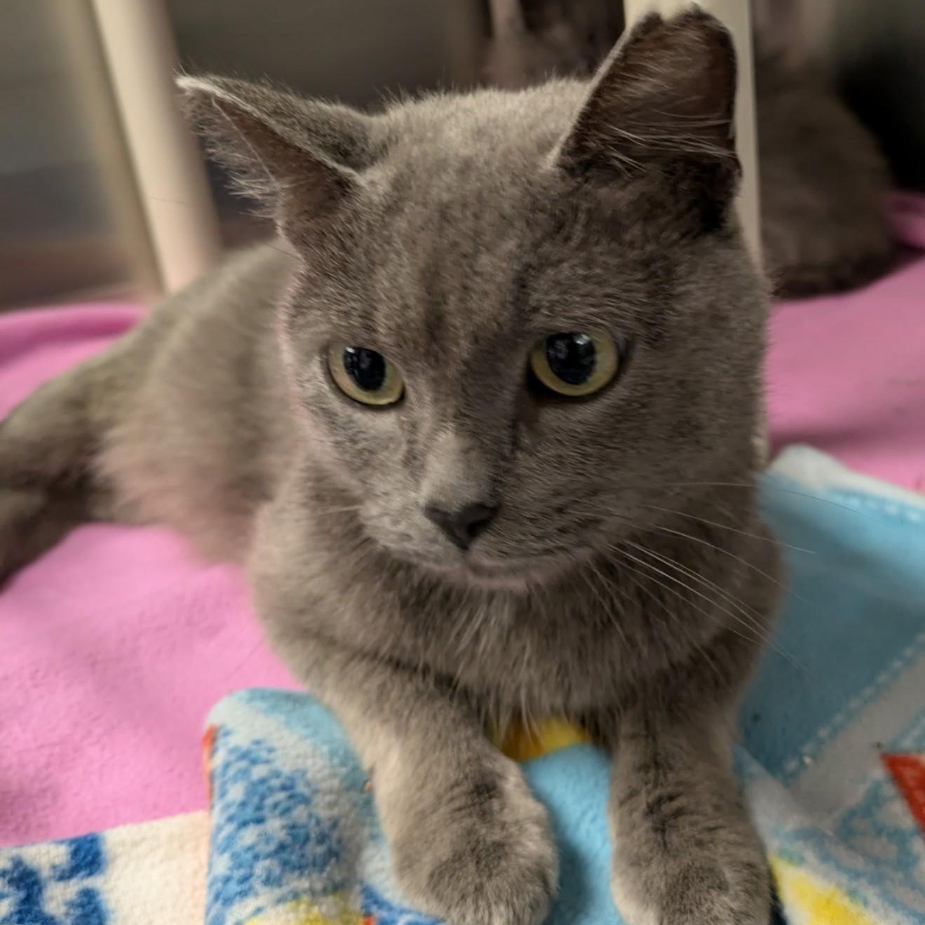 SONYA, an adopted Domestic Short Hair in La Crescent, MN image 5/5