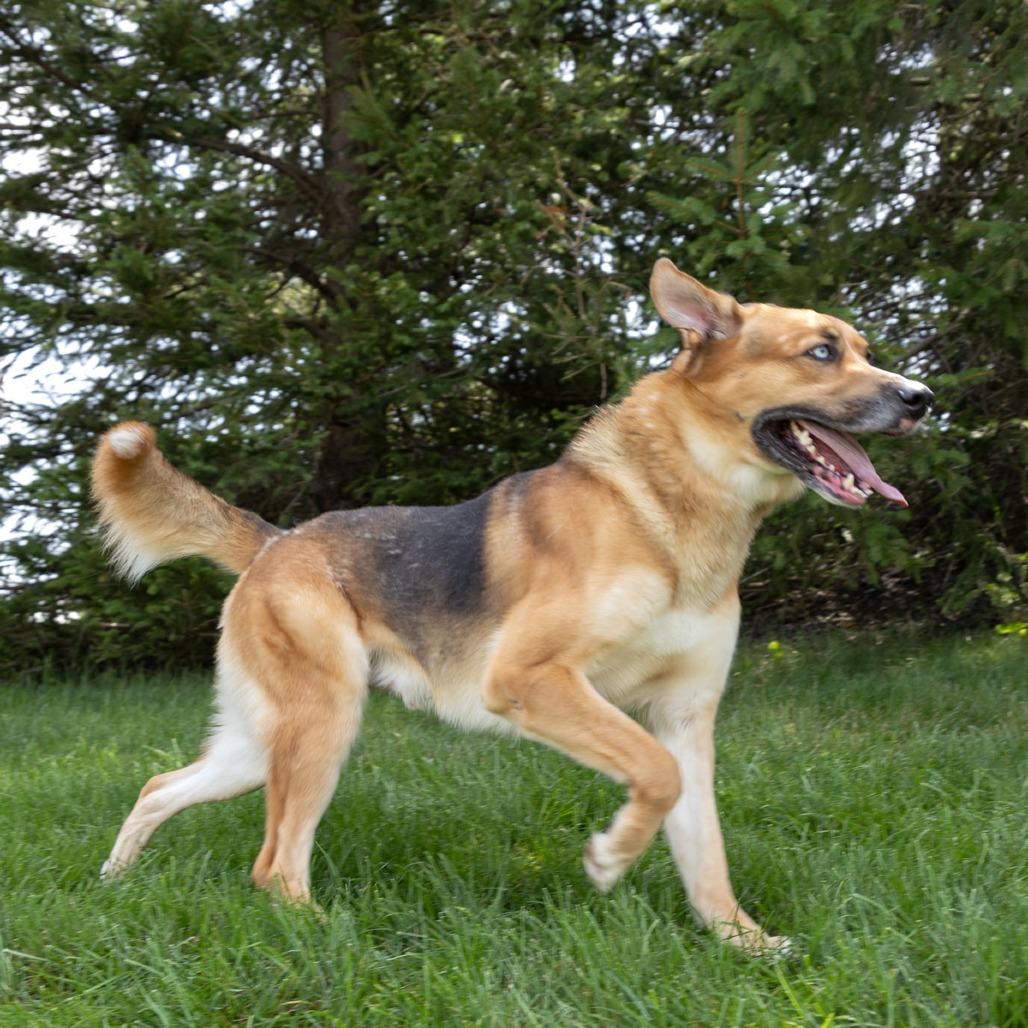 Enlarge Willy, a Adoptable Mixed Breed in Erie, PA image 1/5